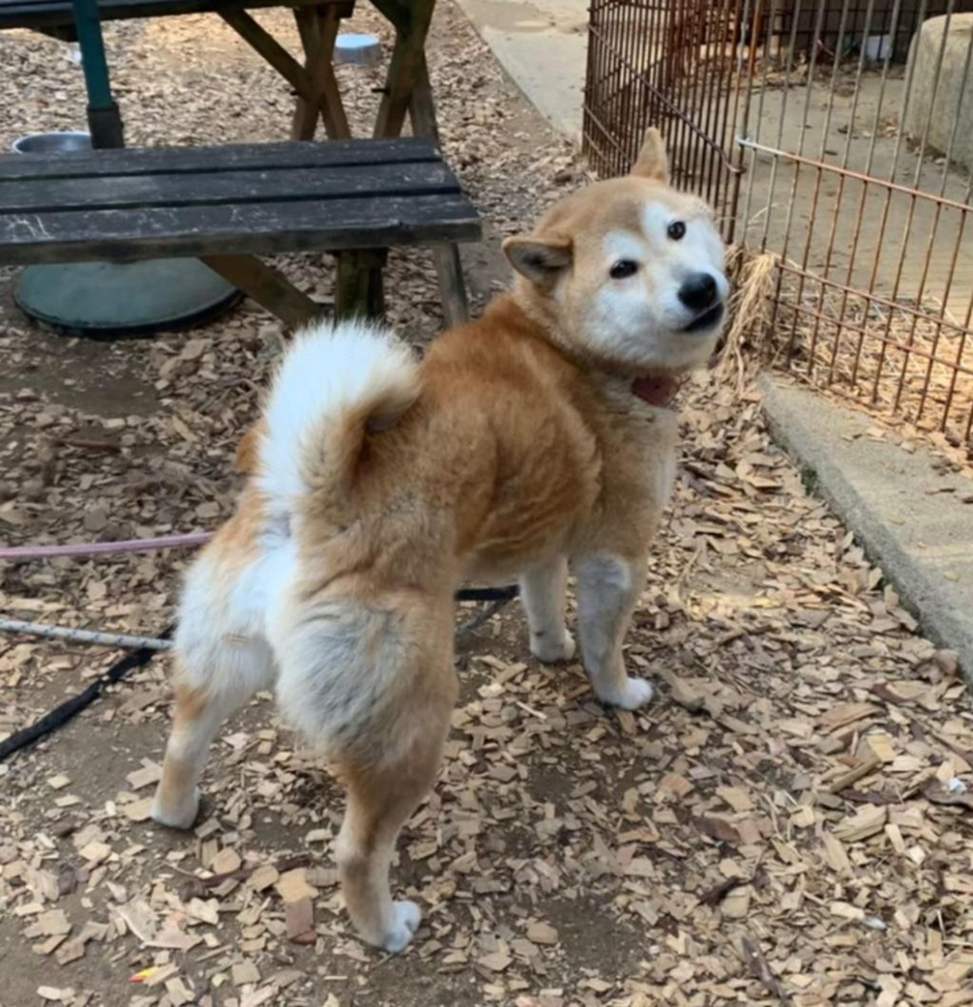 pet-image-3