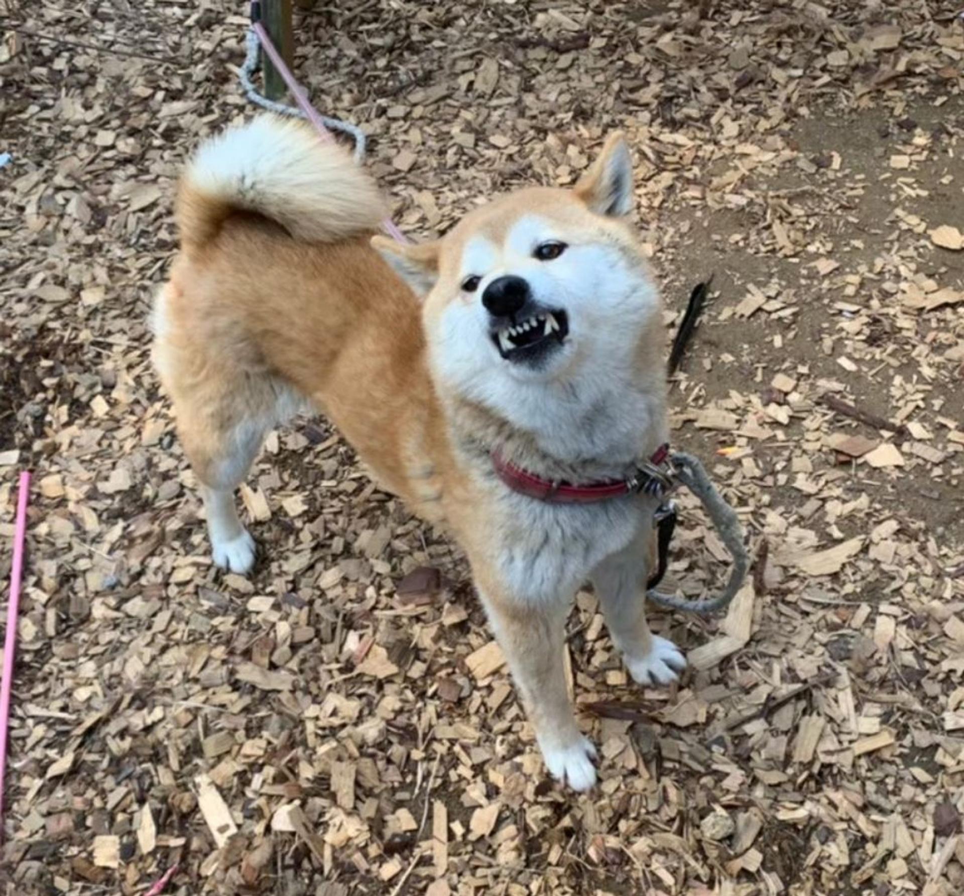 pet-image-4