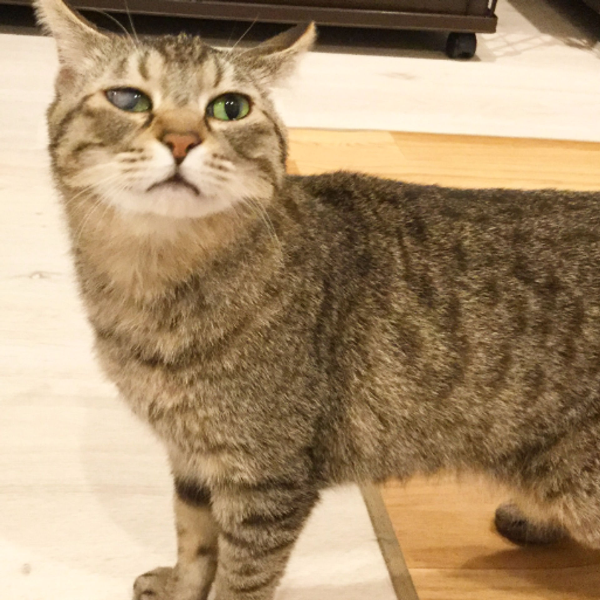 雑種（ミックス猫）・メスの里親募集の写真