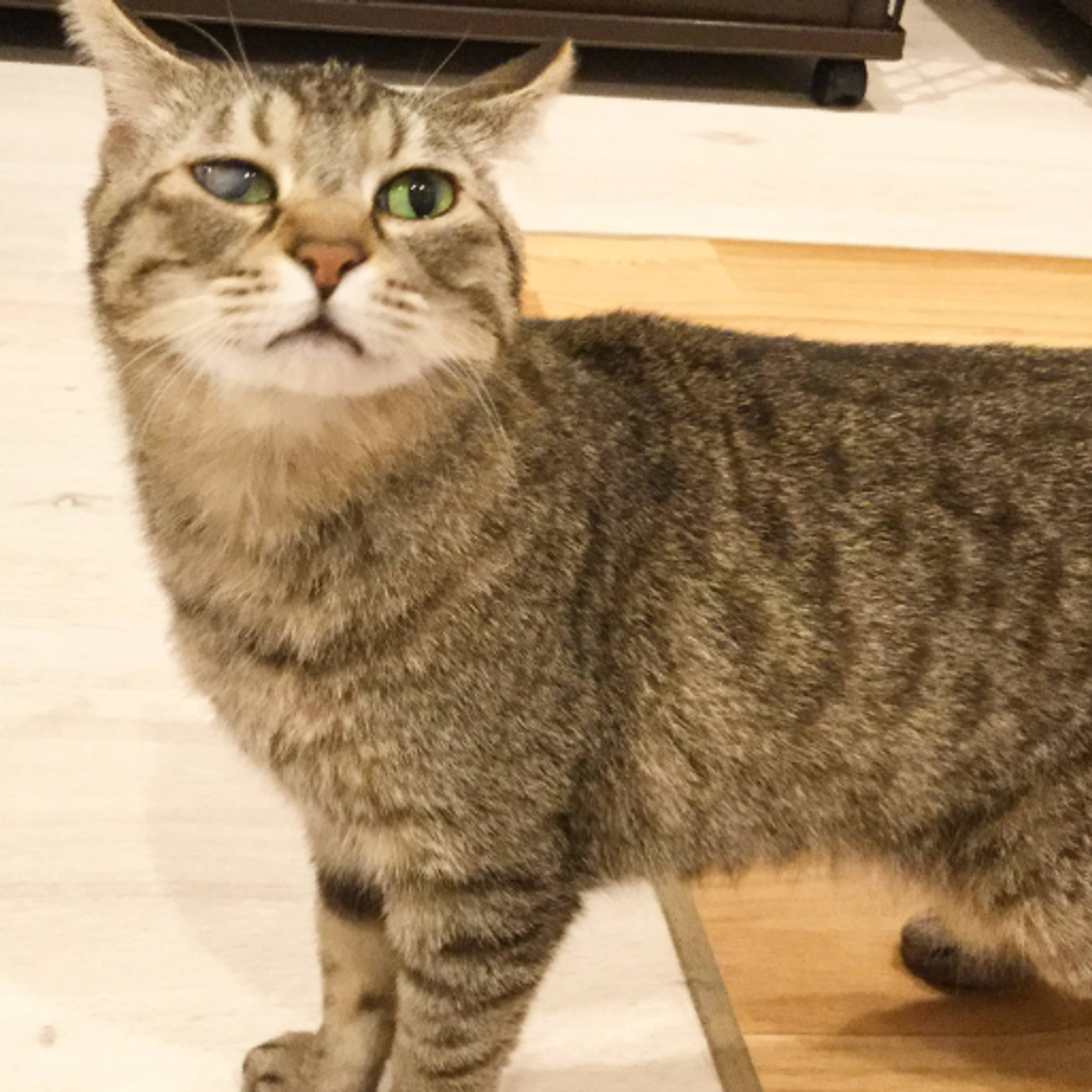雑種（ミックス猫）・メスの里親募集の写真