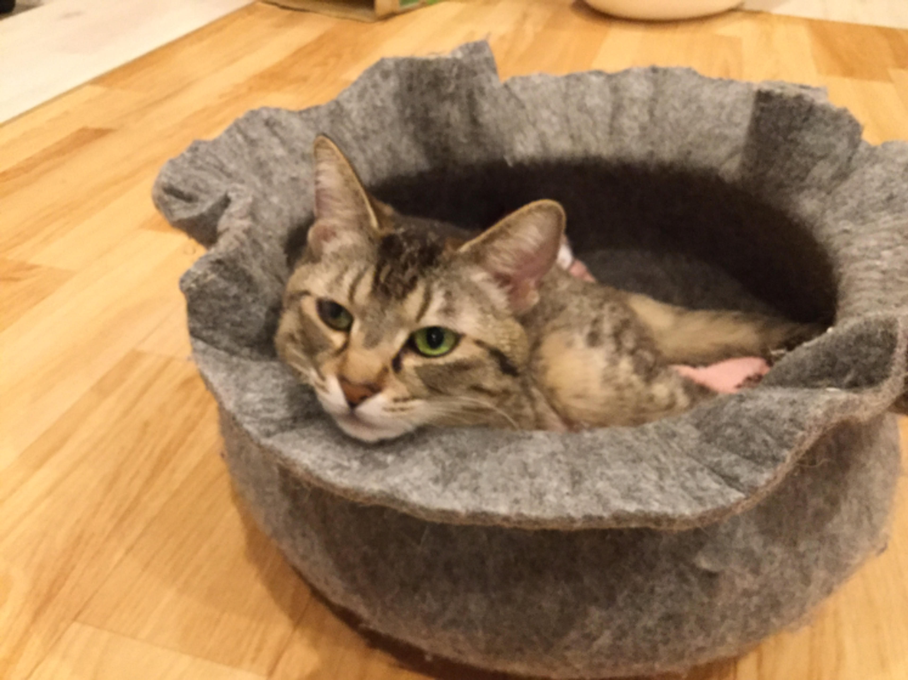 pet-image-2