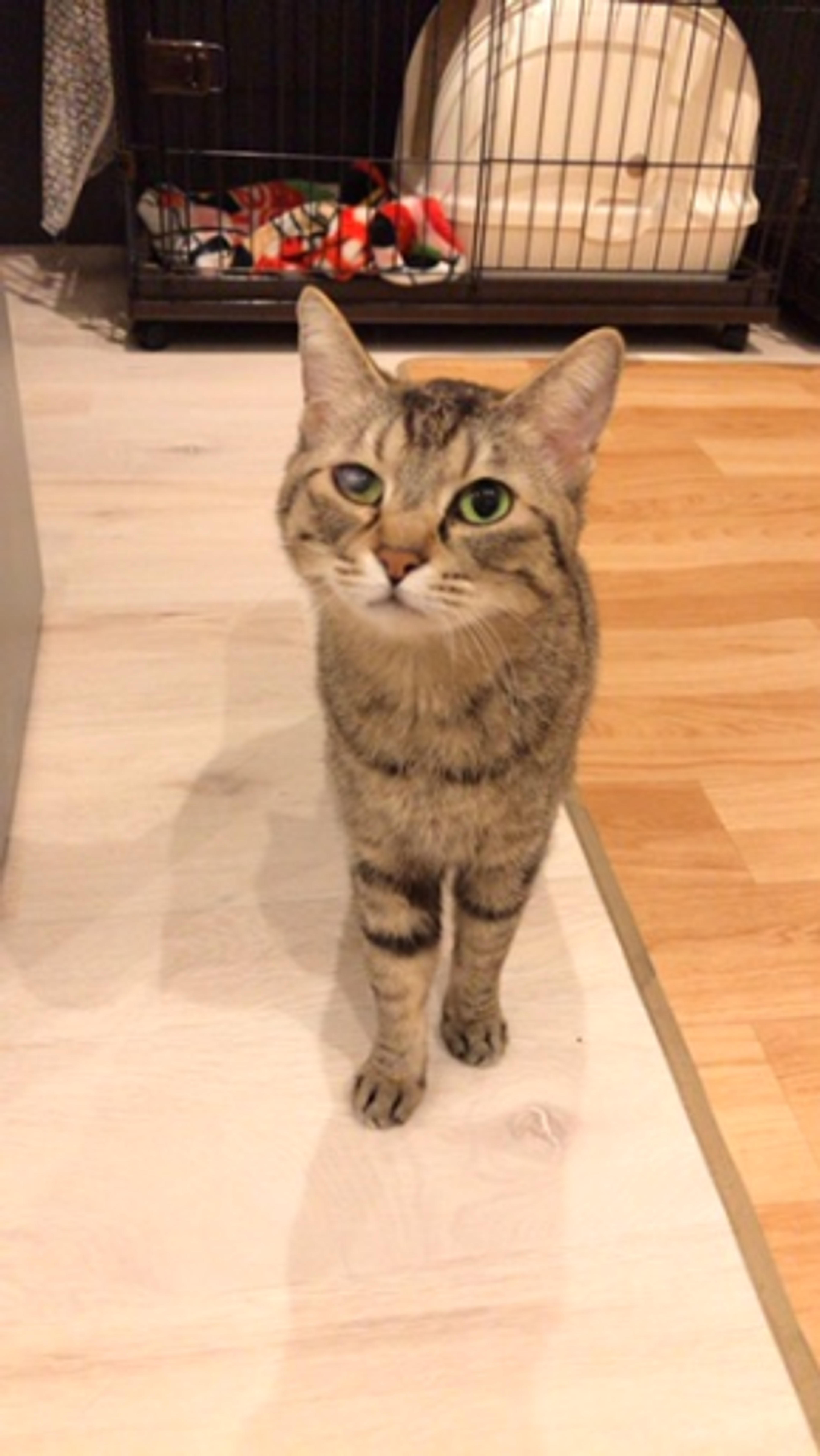 pet-image-3