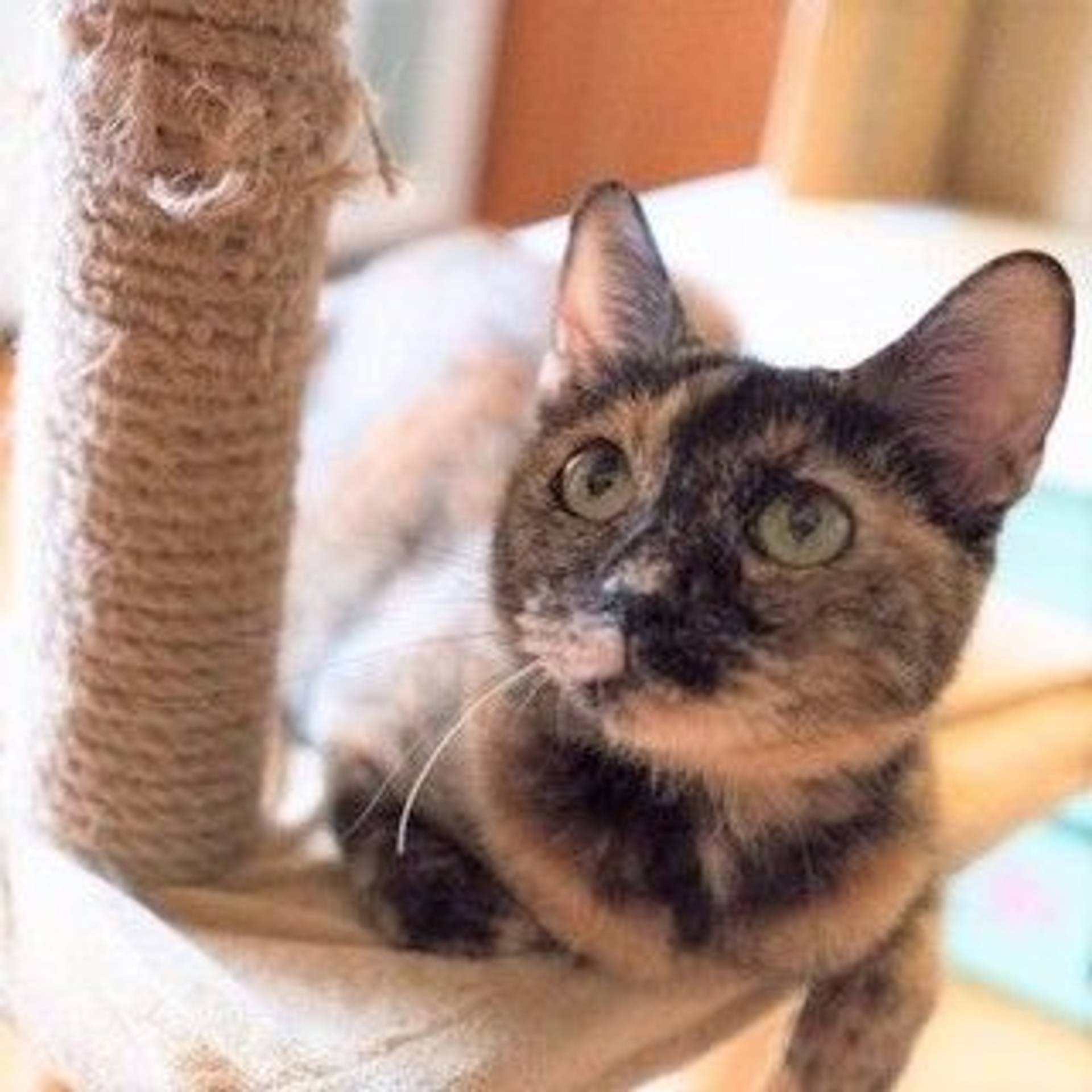 雑種（ミックス猫）・メスの里親募集の写真