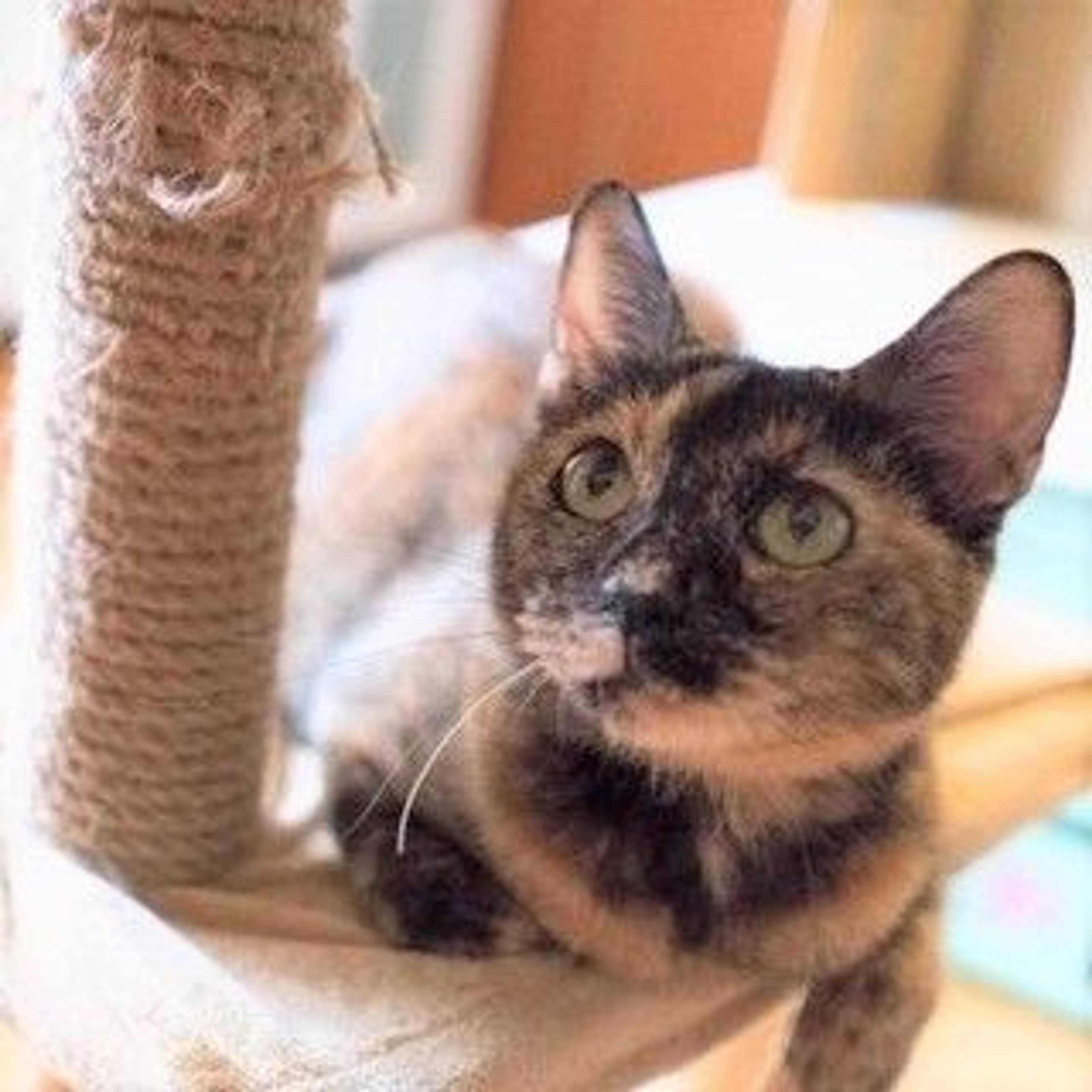雑種（ミックス猫）・メスの里親募集の写真