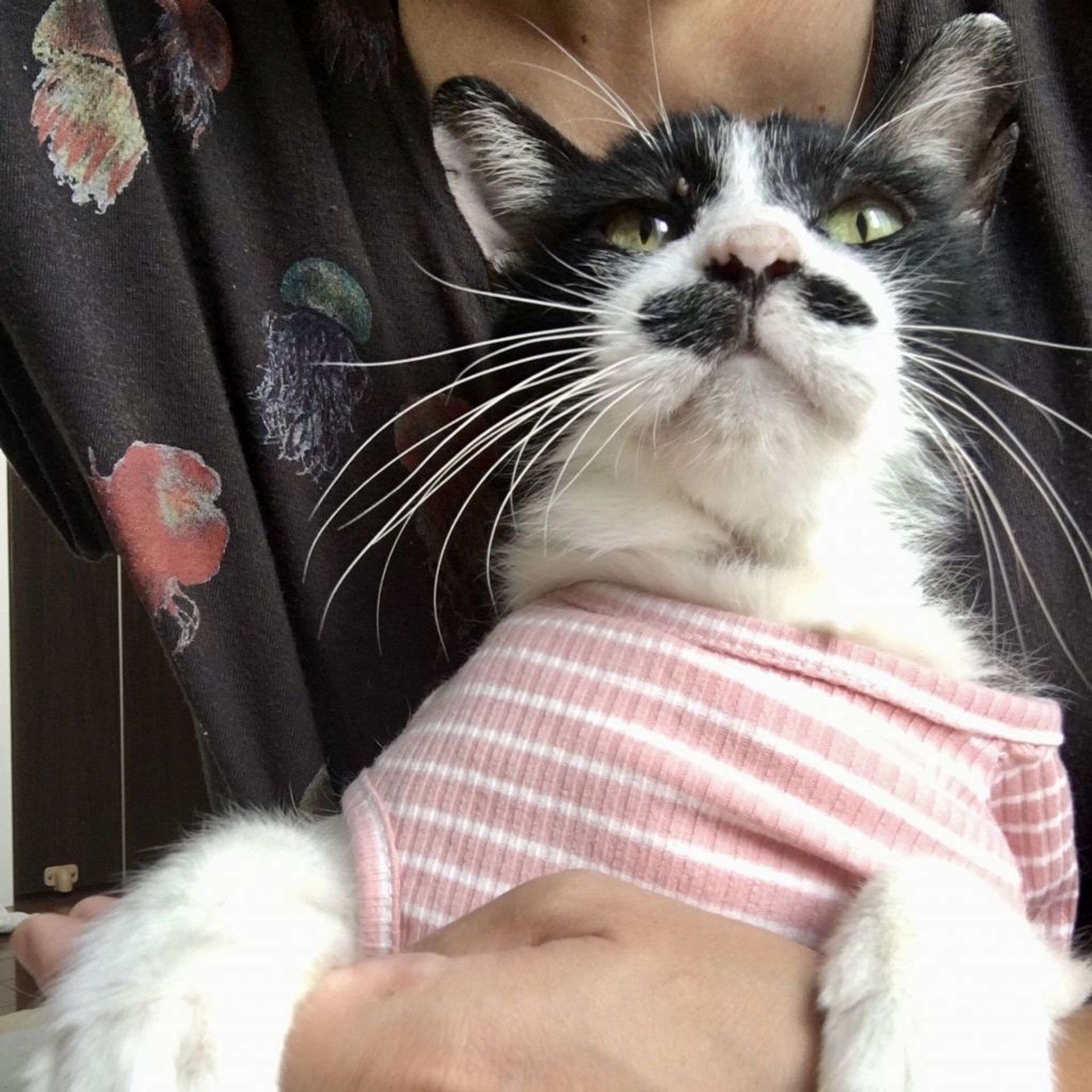 雑種（ミックス猫）・オスの里親募集の写真