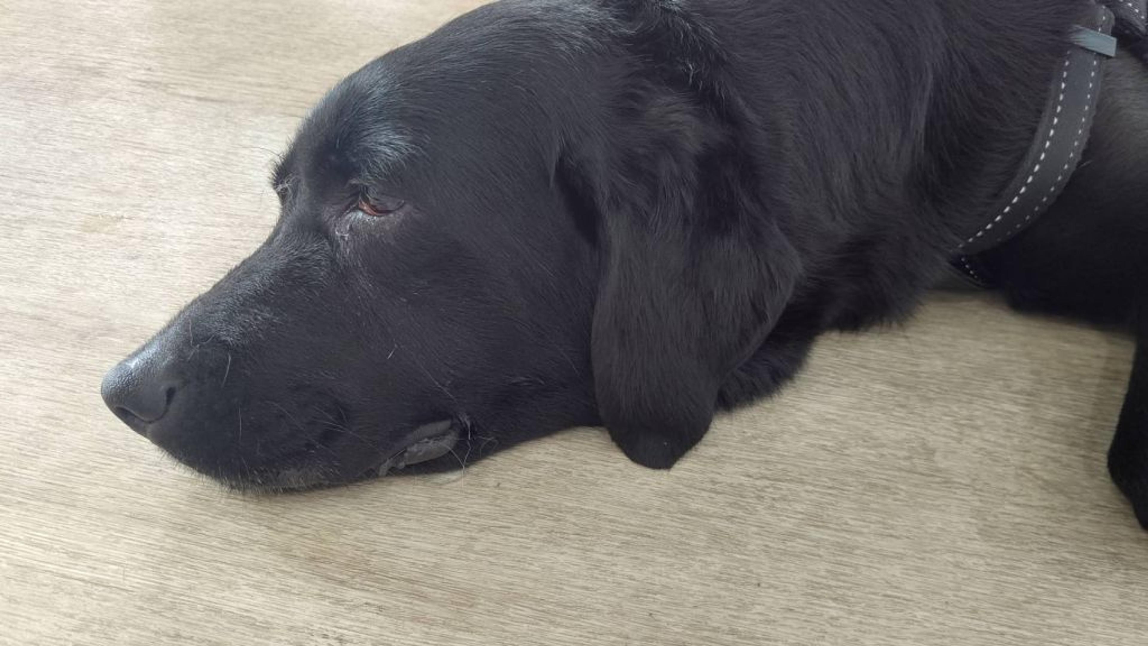pet-image-3