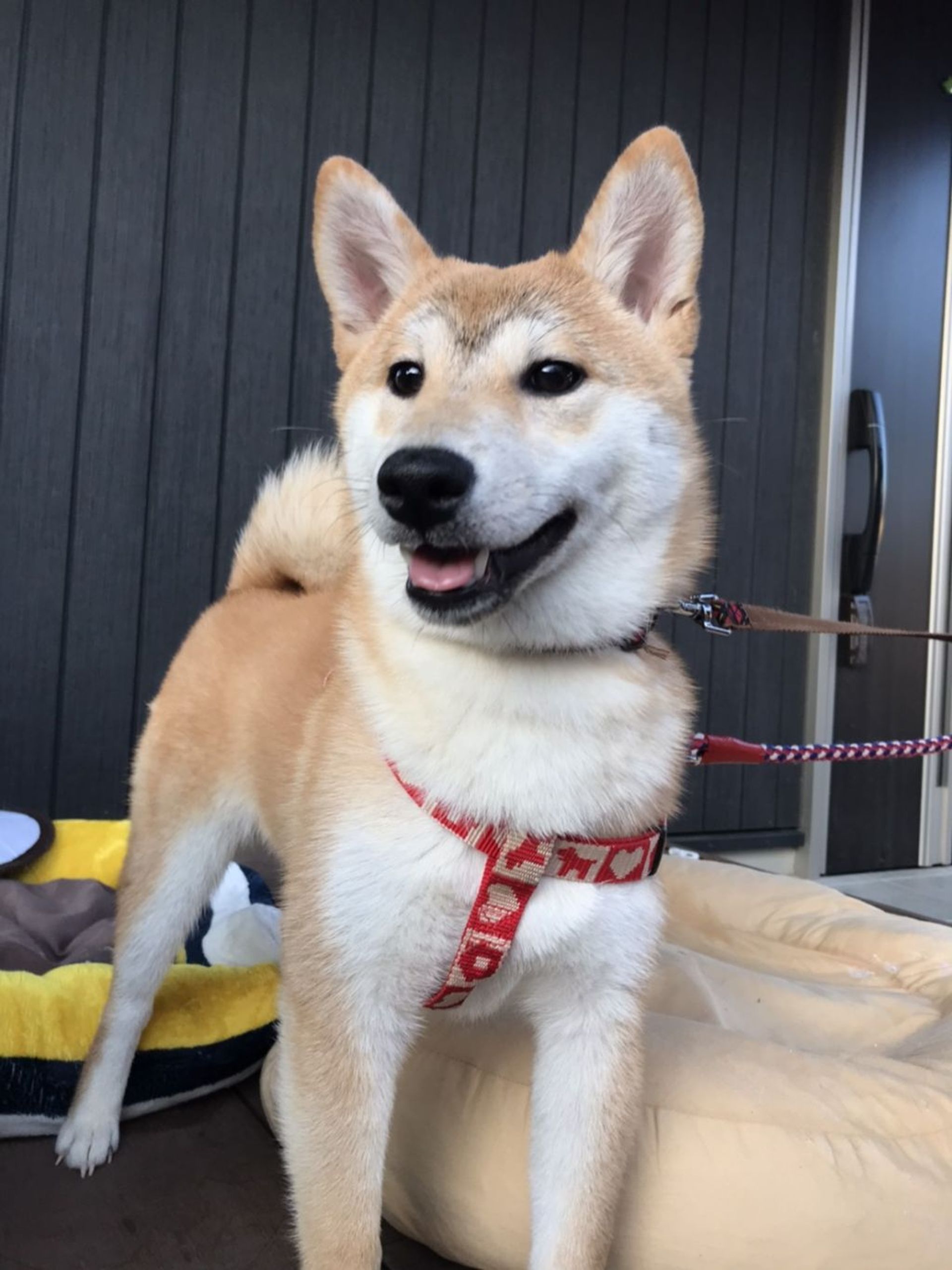 柴犬・メスの里親募集の写真
