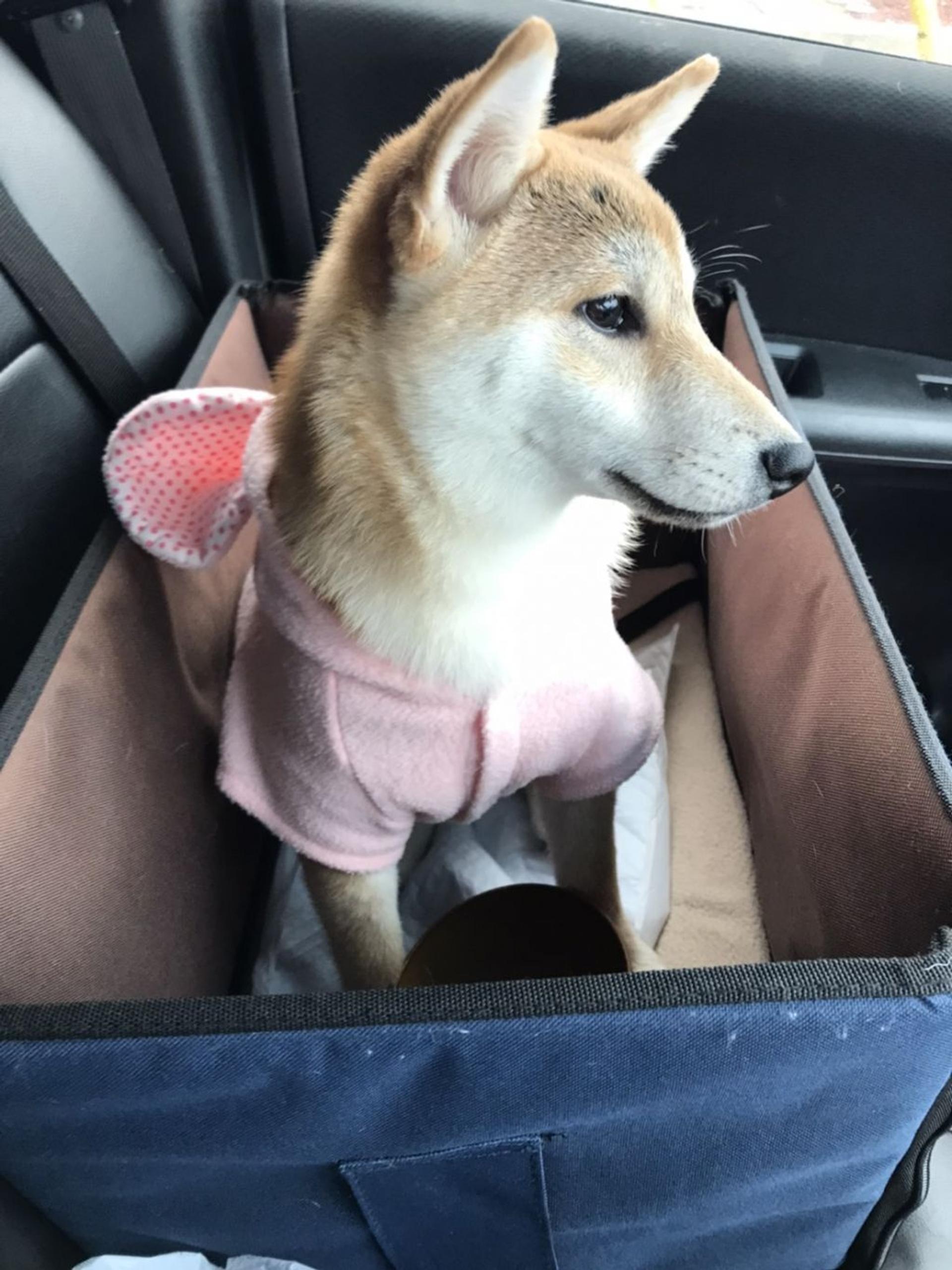 pet-image-2