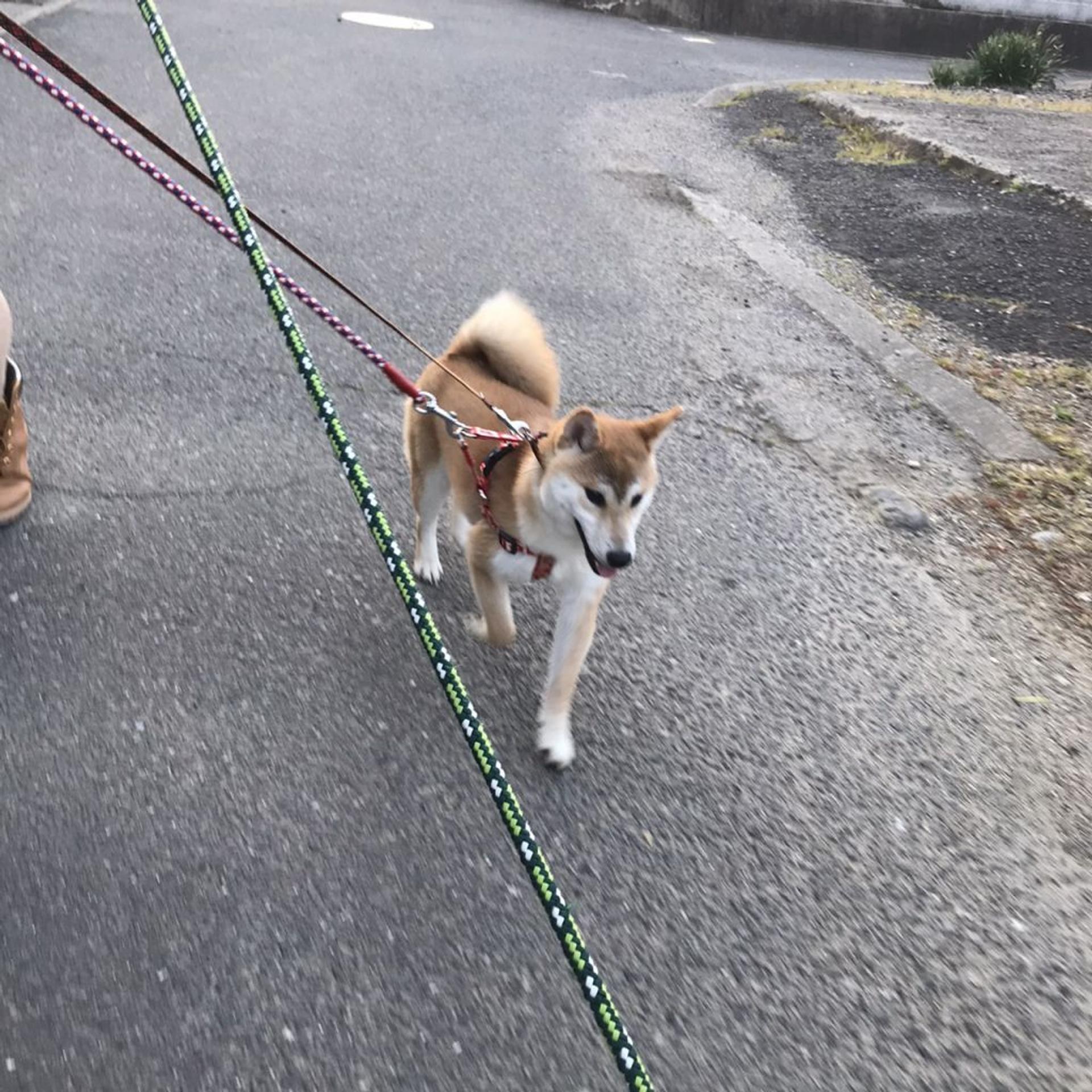 pet-image-3