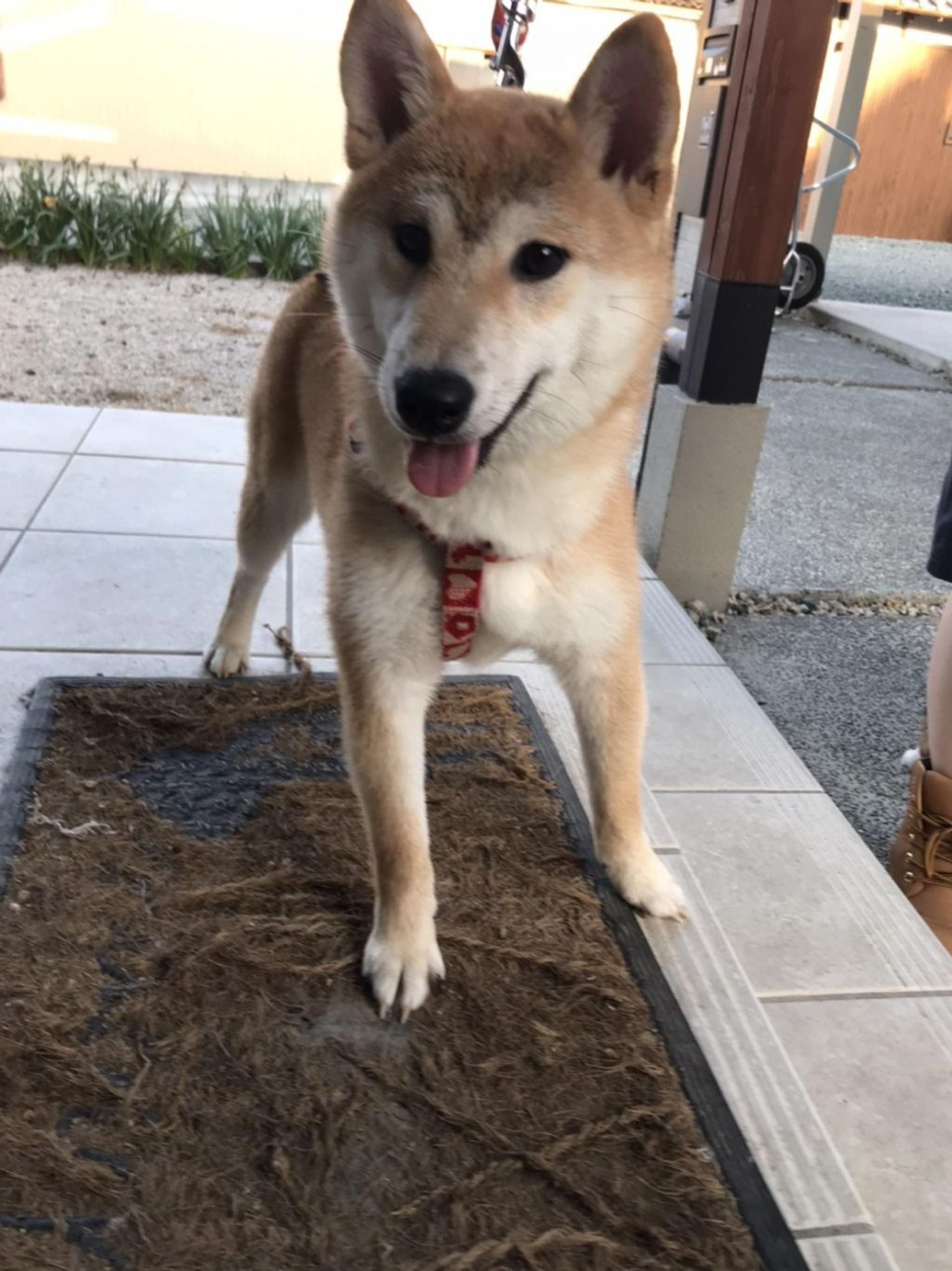 pet-image-4