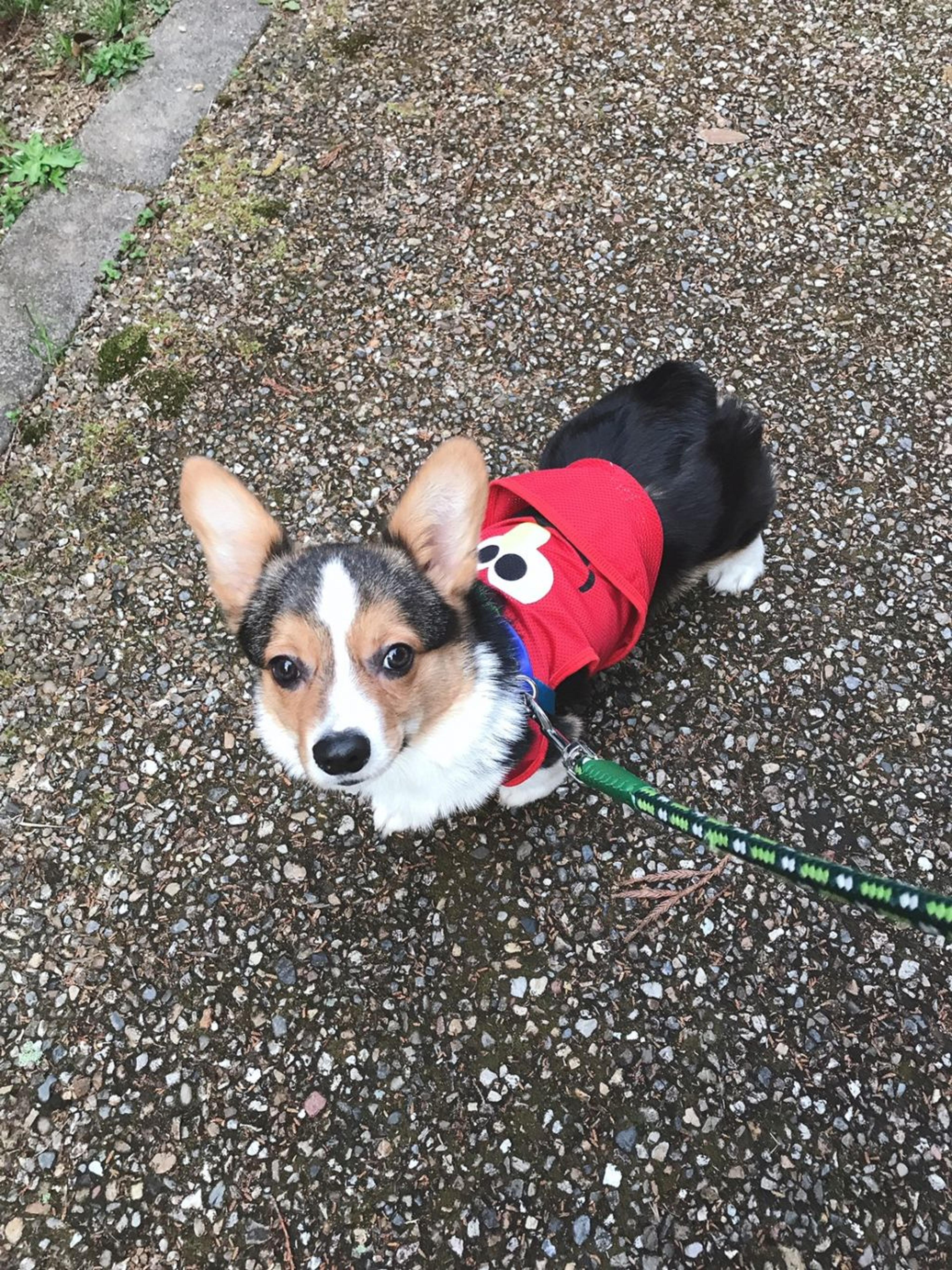 pet-image-3