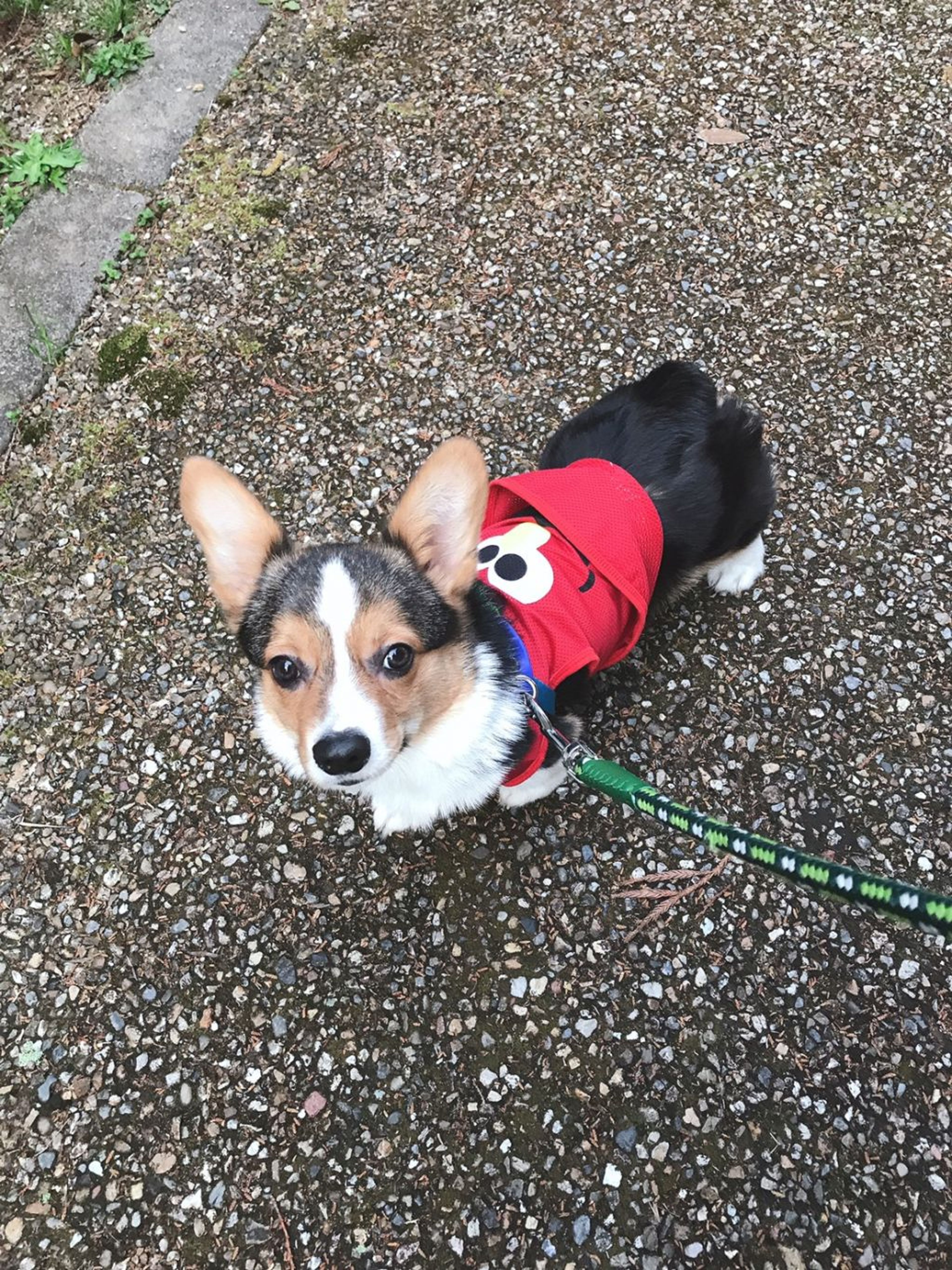 pet-image-3