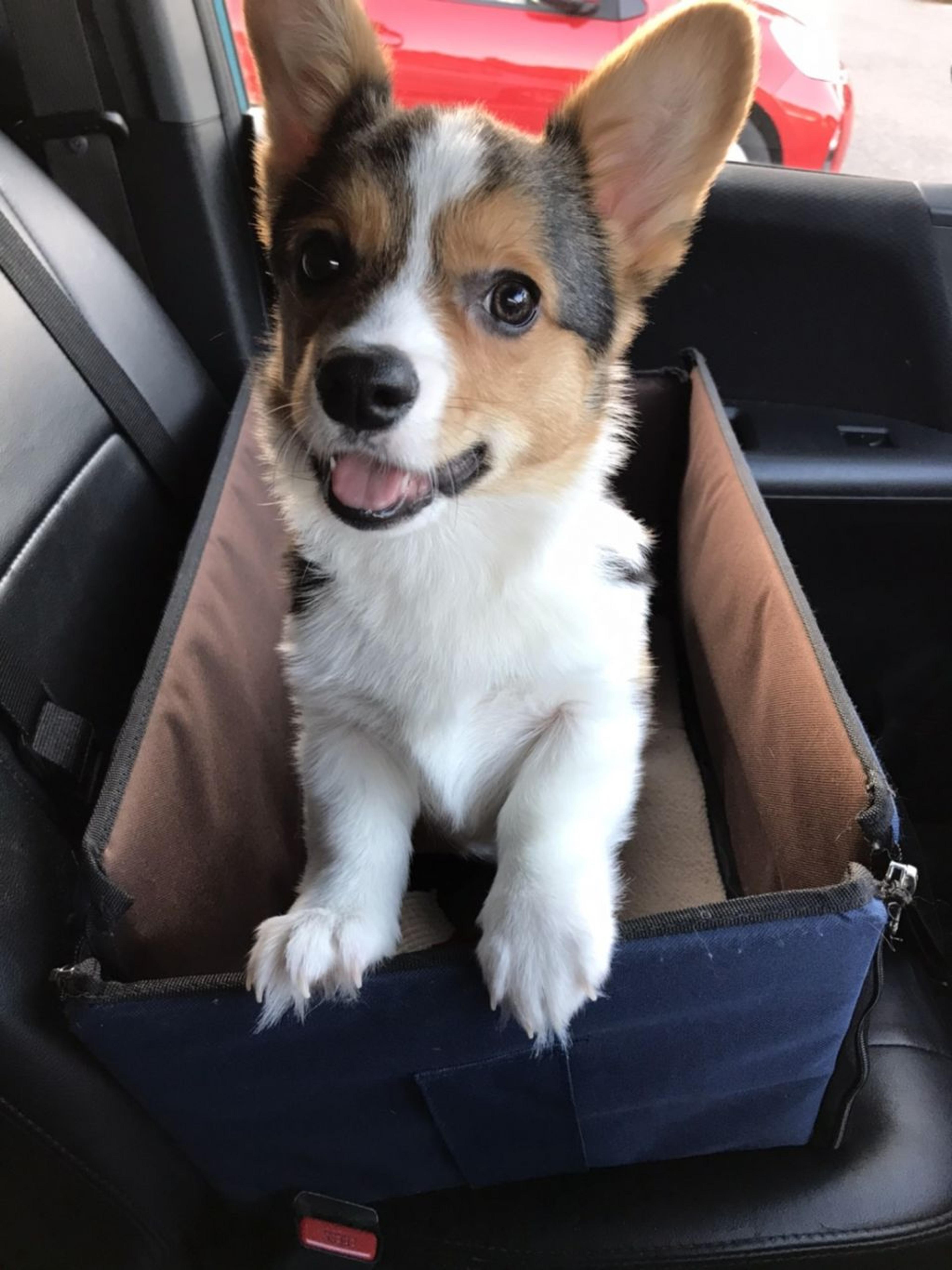 pet-image-4