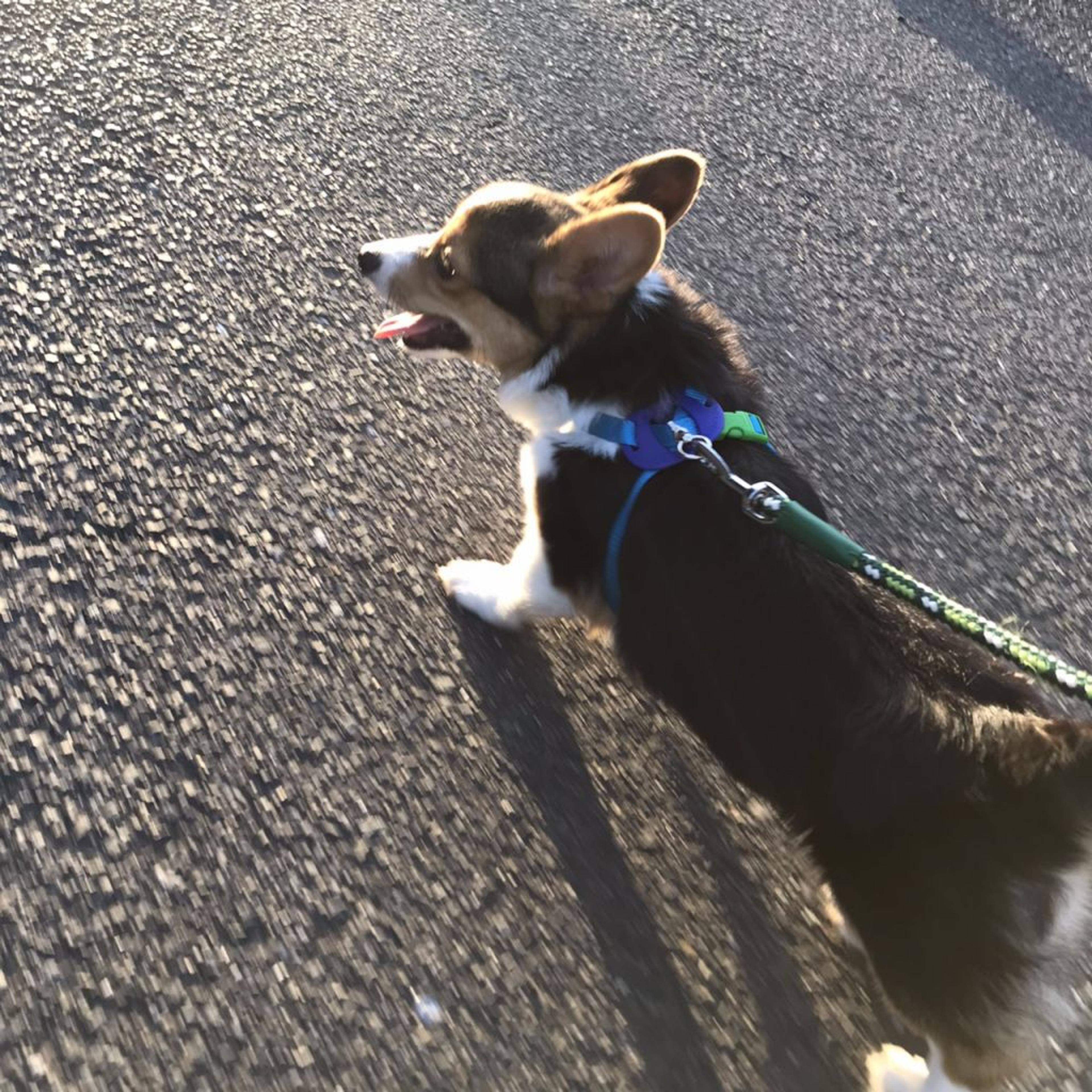 pet-image-5