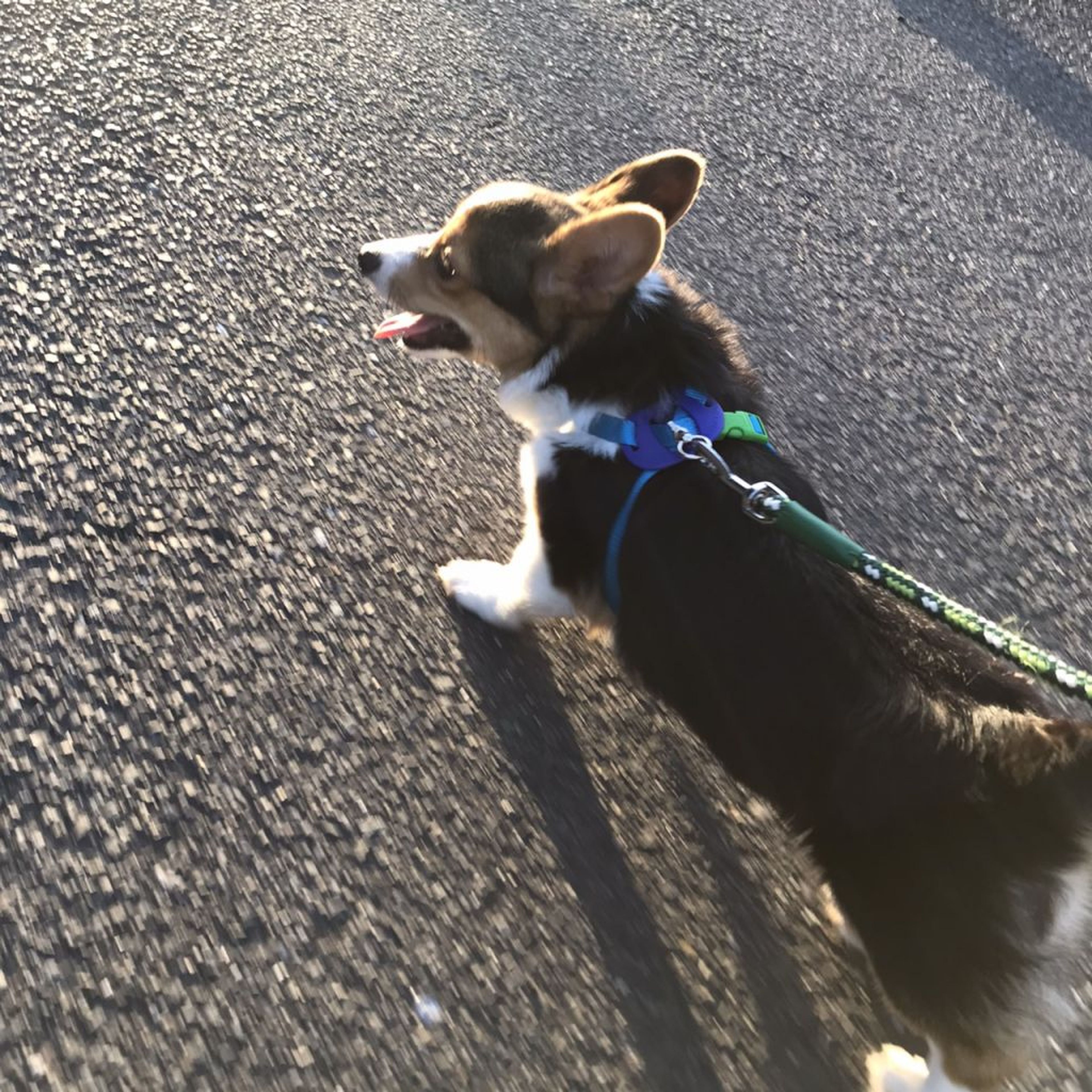 pet-image-5