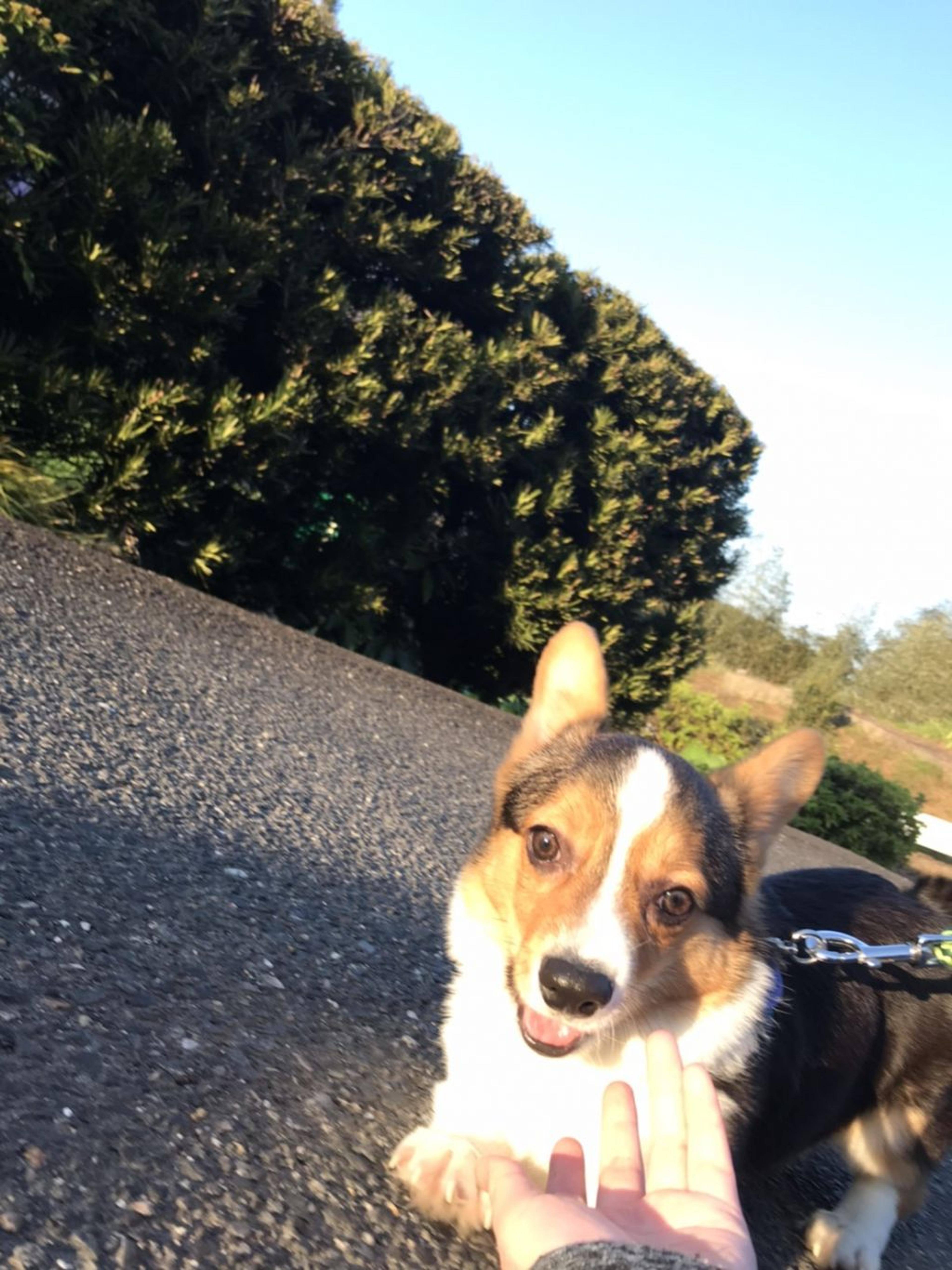 pet-image-6