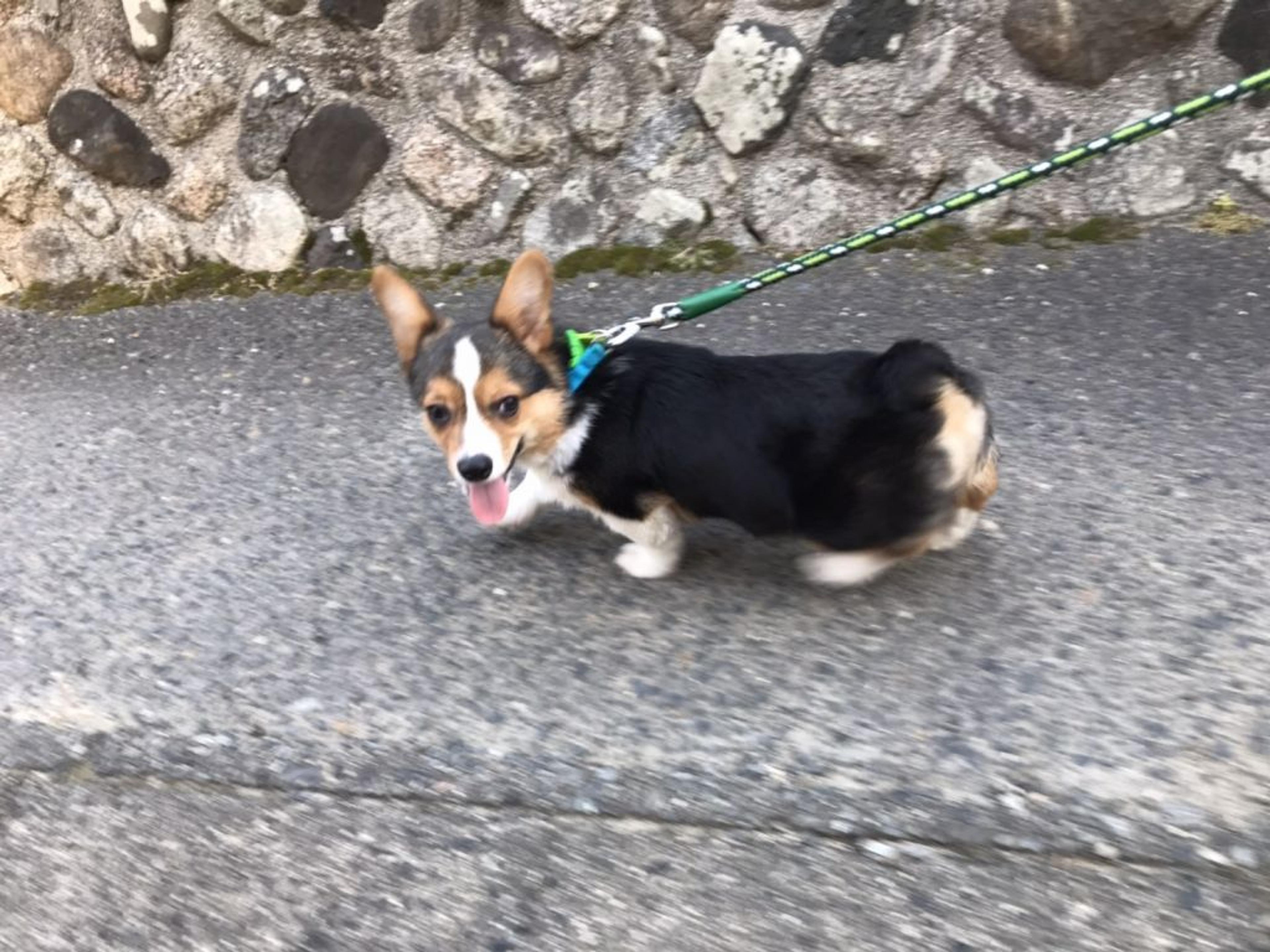 pet-image-7