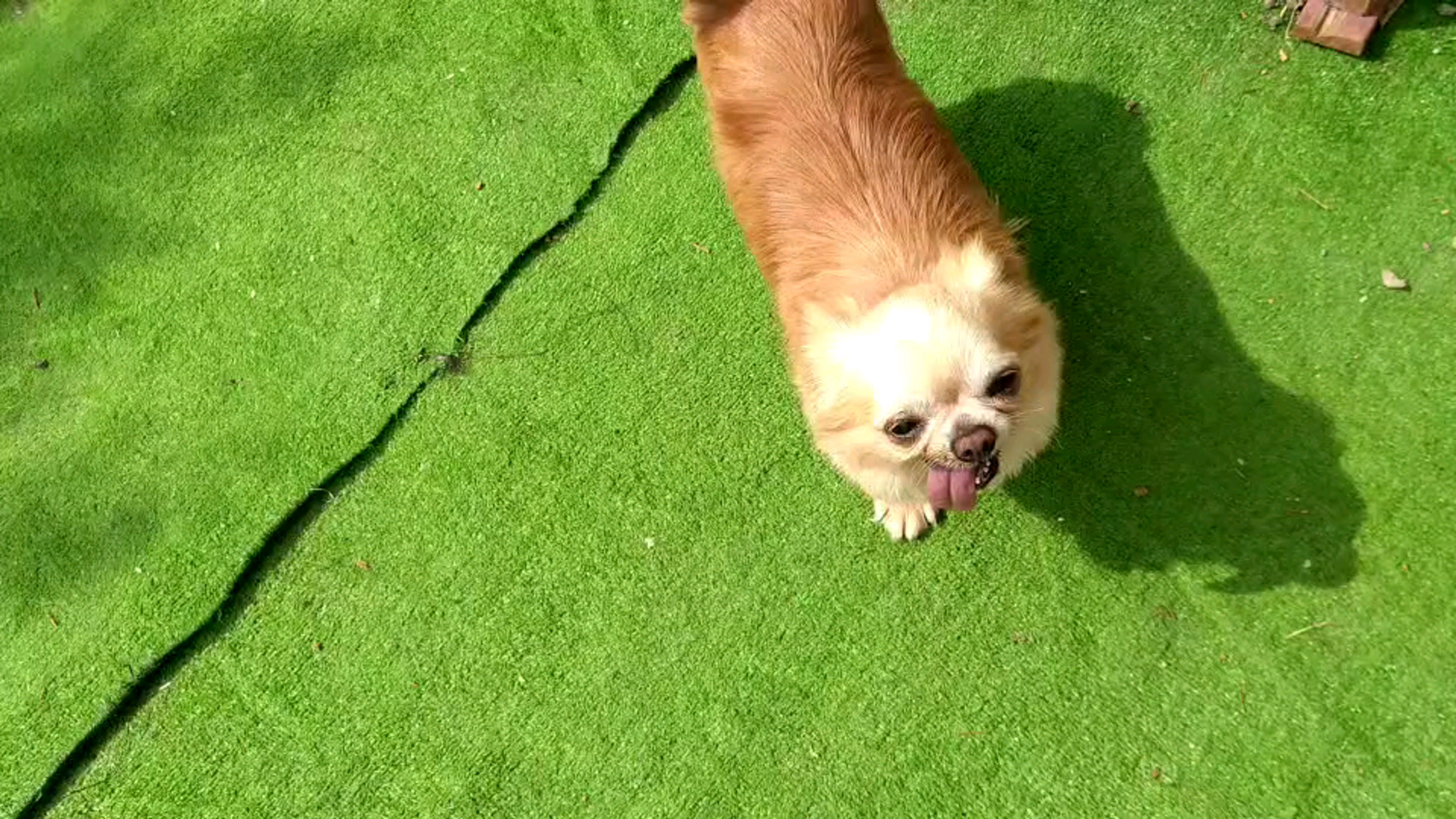 pet-image-4