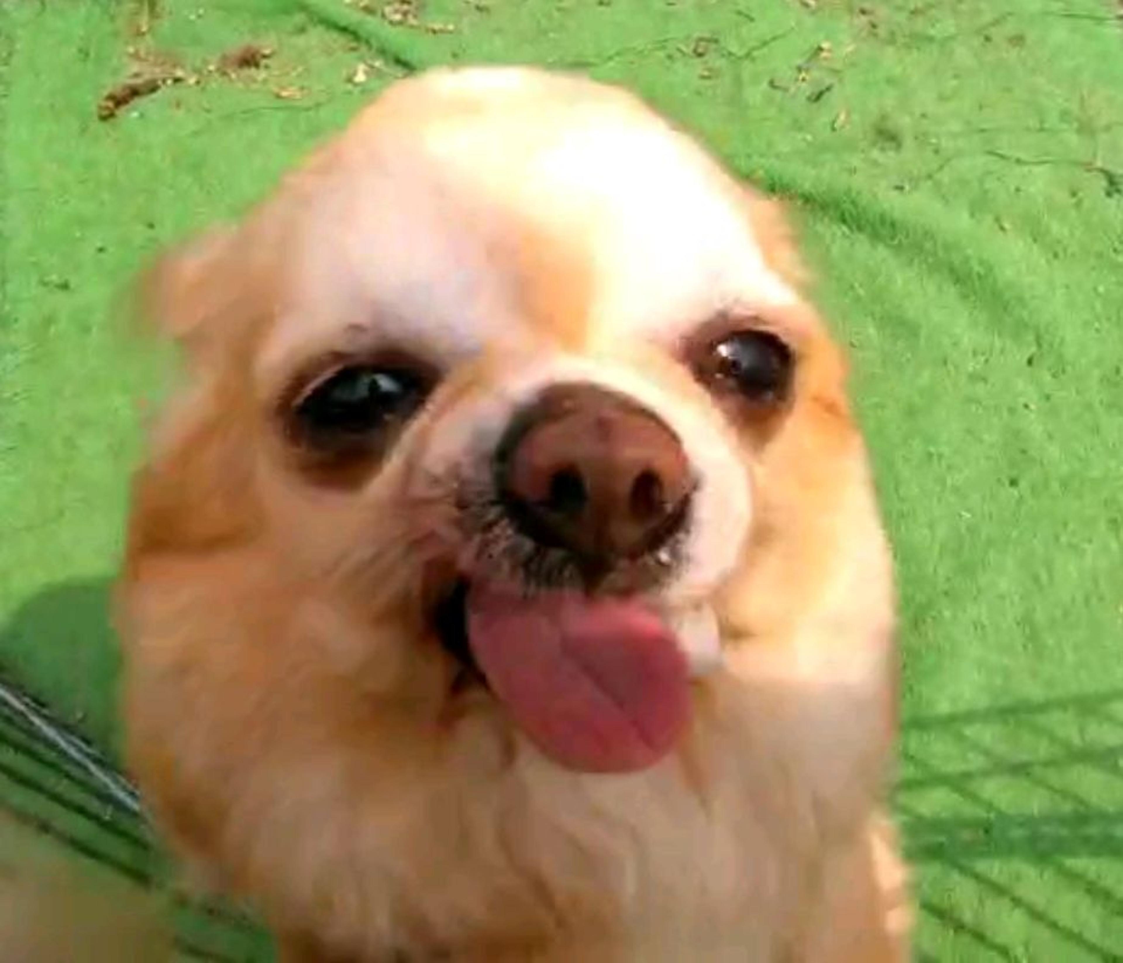 pet-image-5