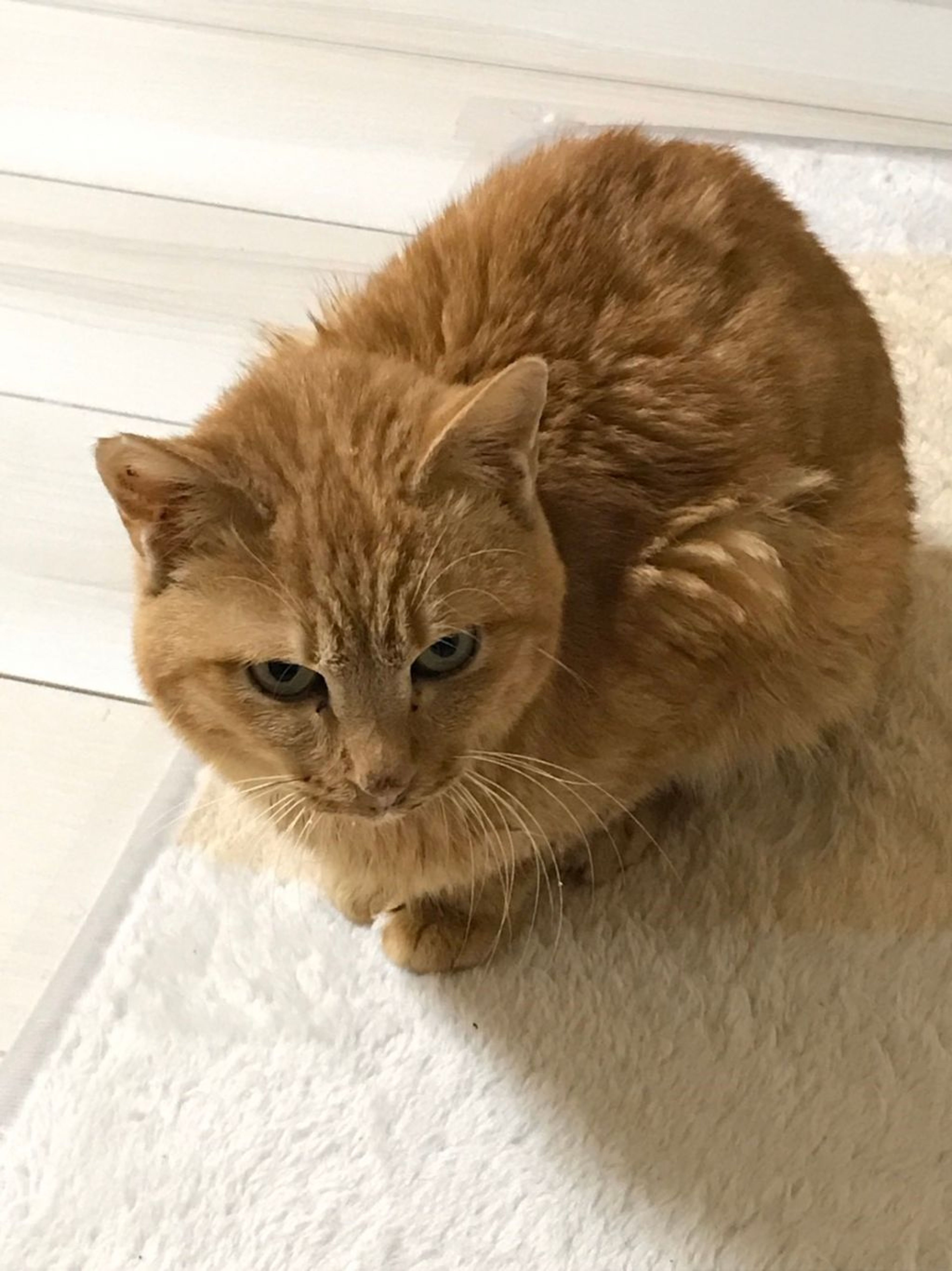 pet-image-2