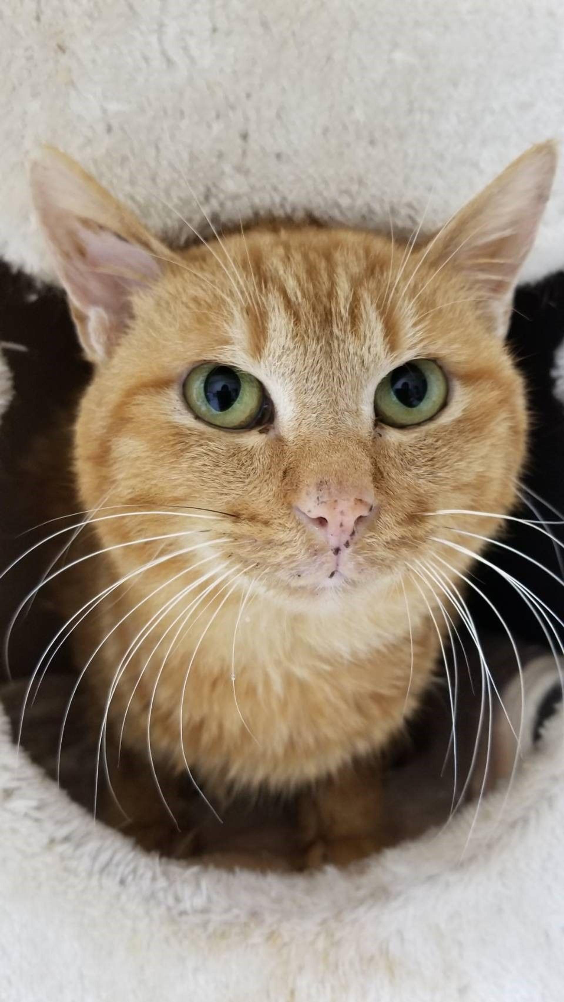 pet-image-3