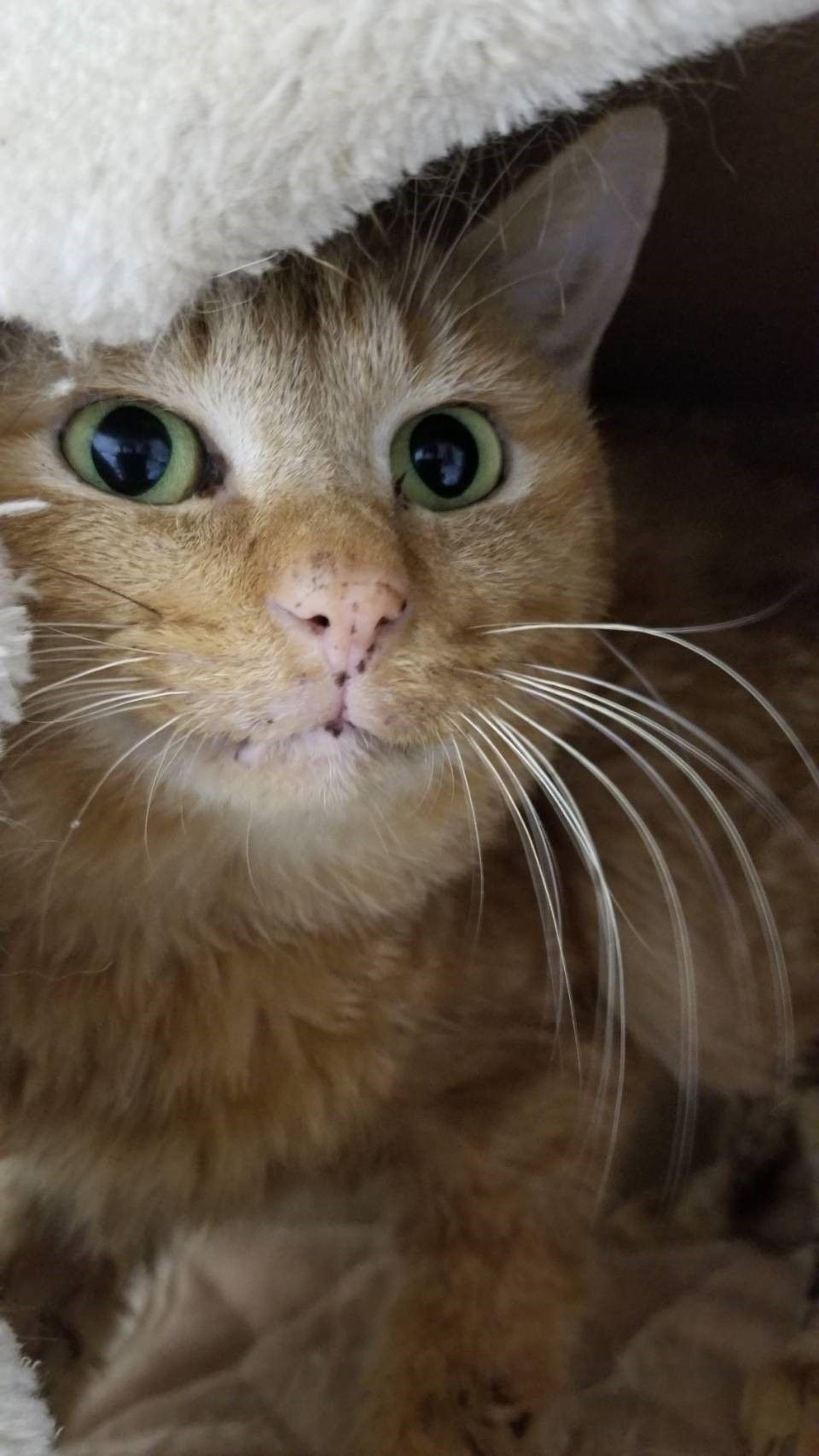 pet-image-4