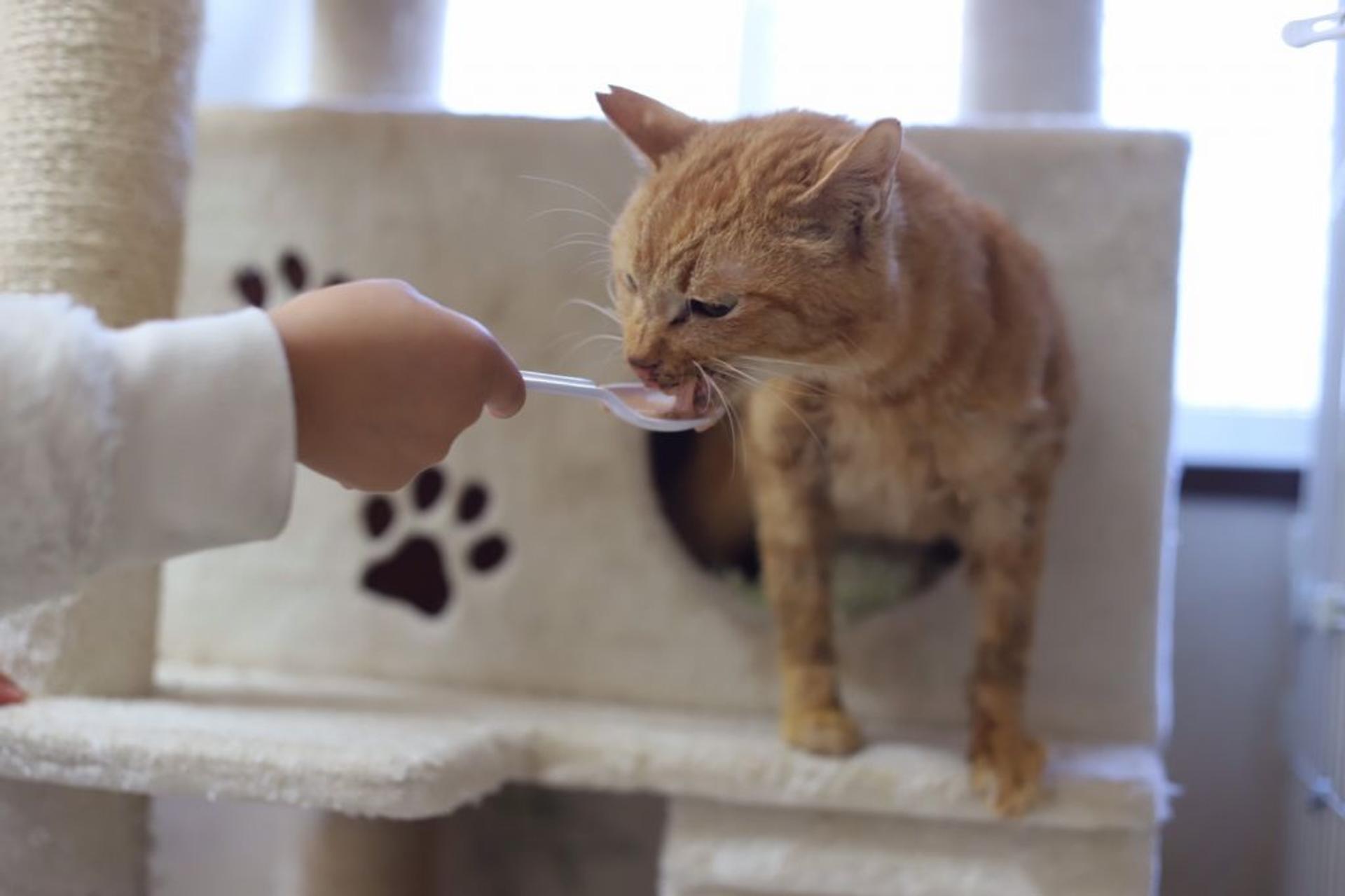pet-image-6