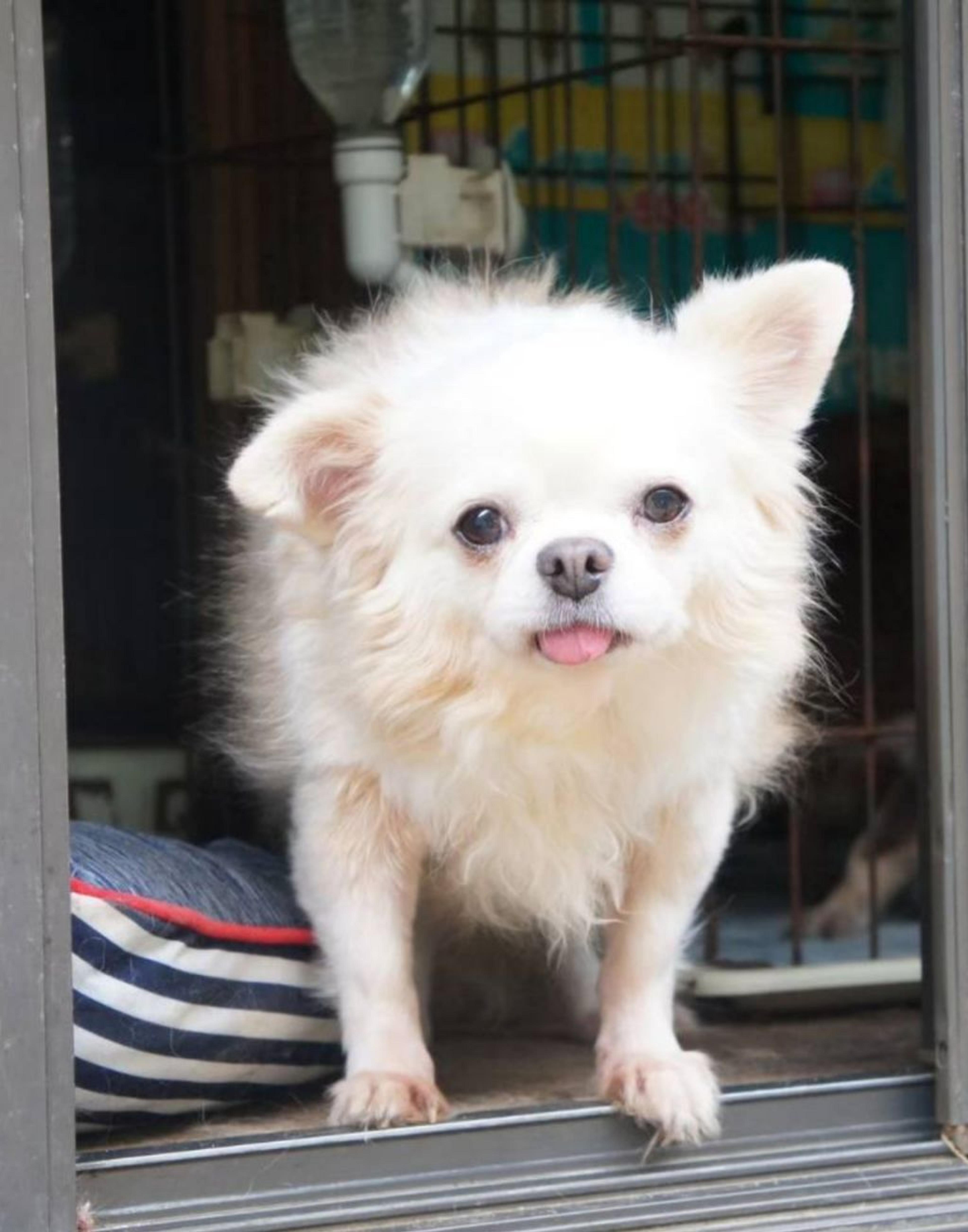 pet-image-2