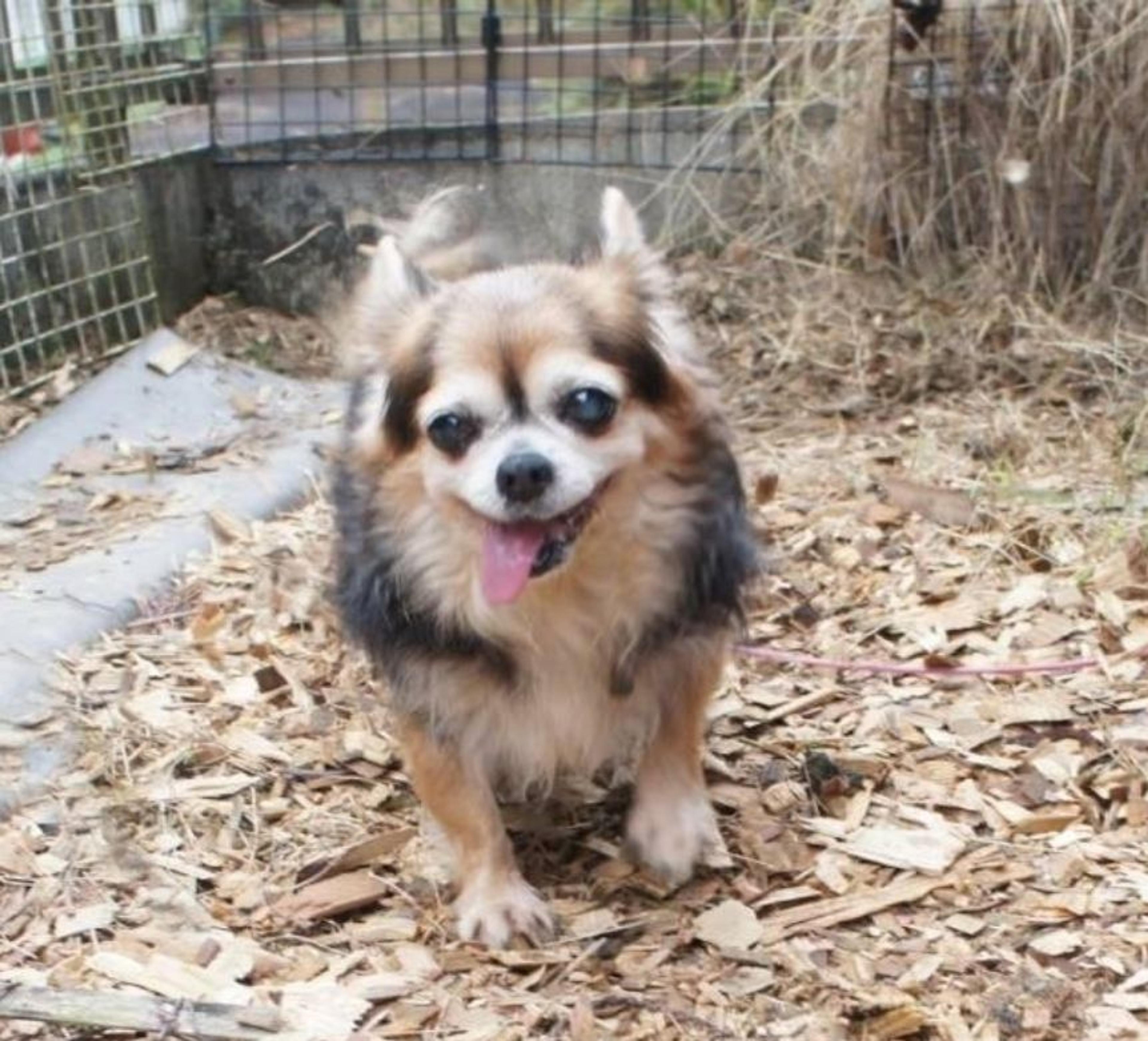pet-image-2