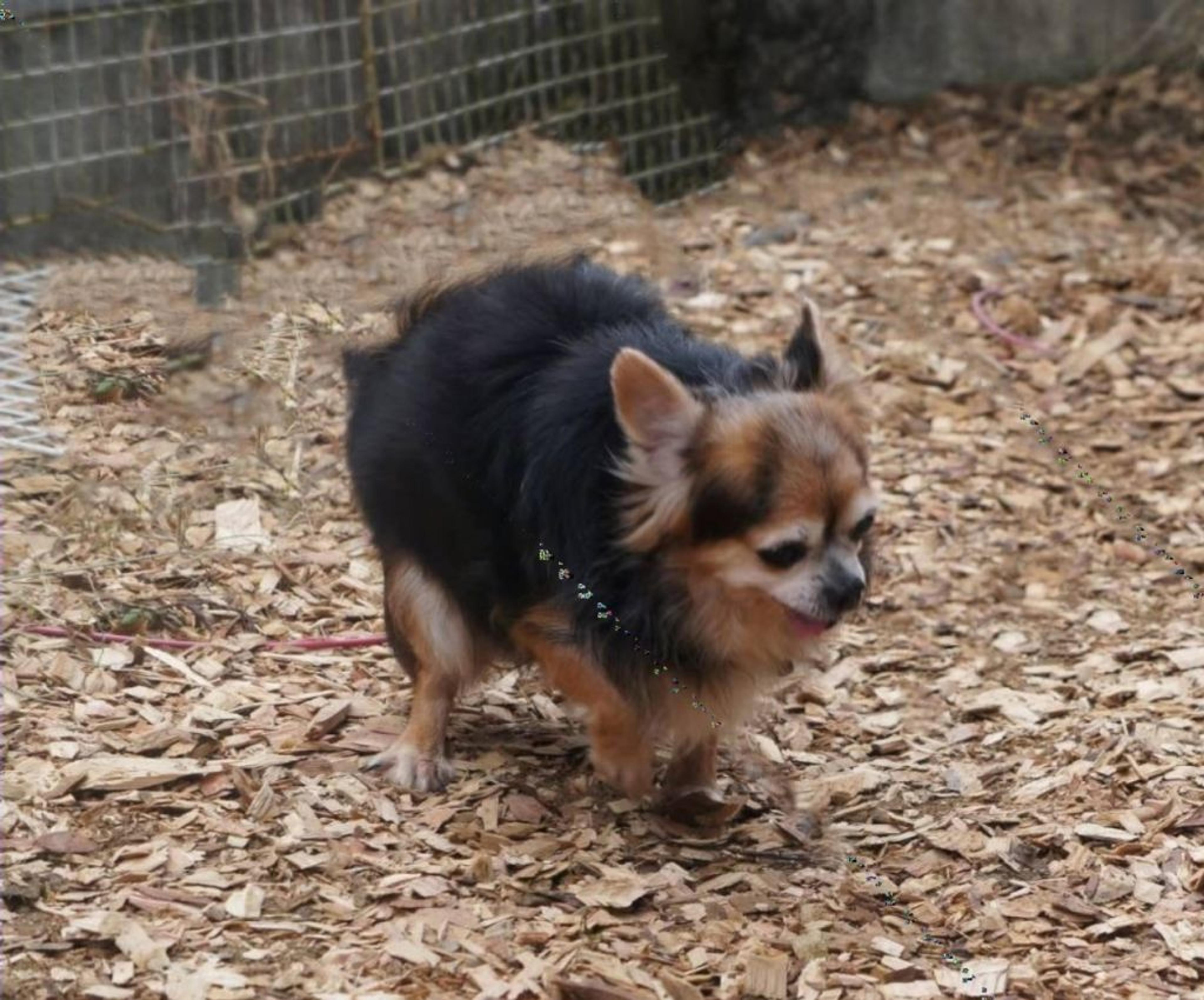 pet-image-3