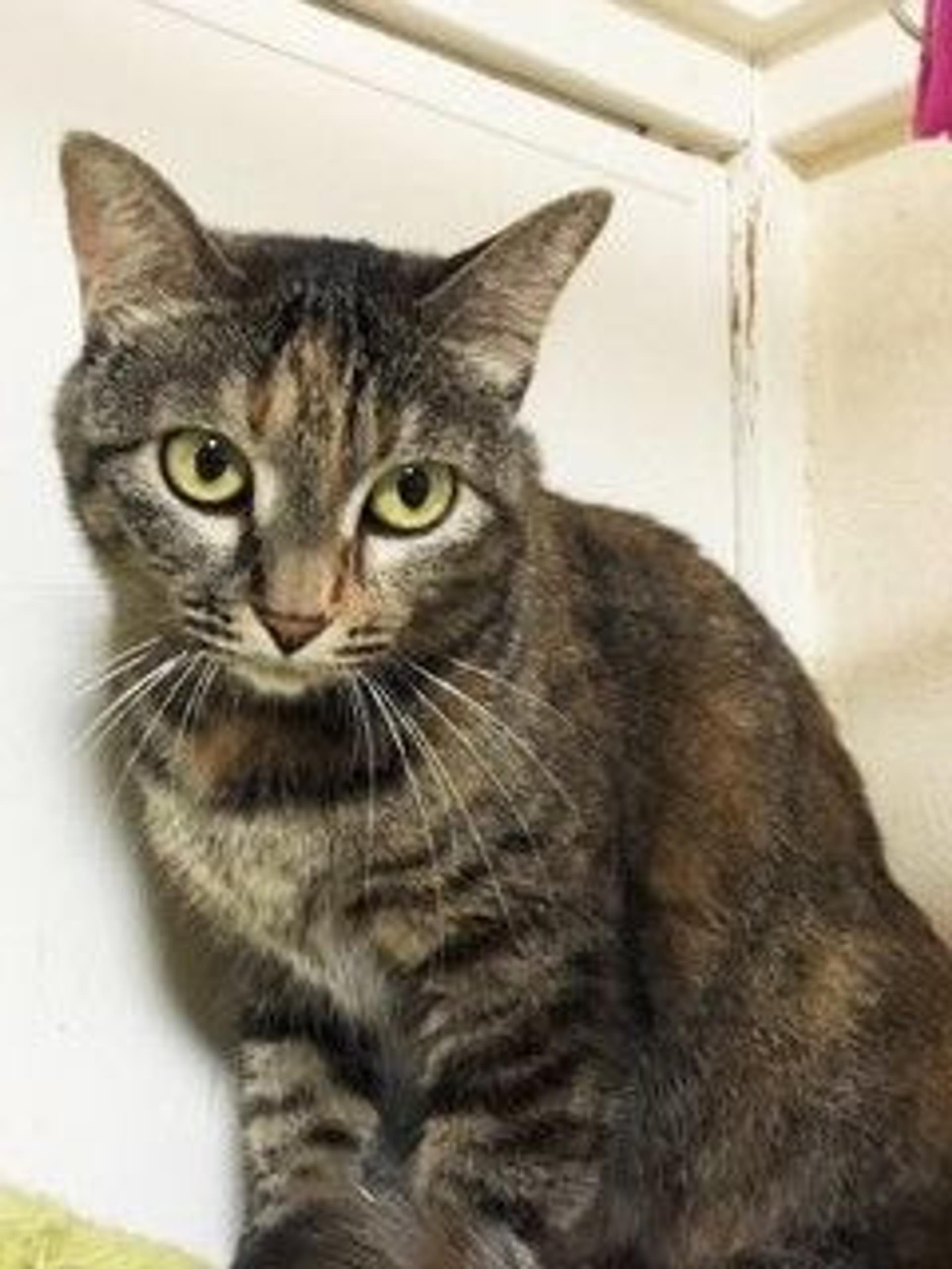 pet-image-7