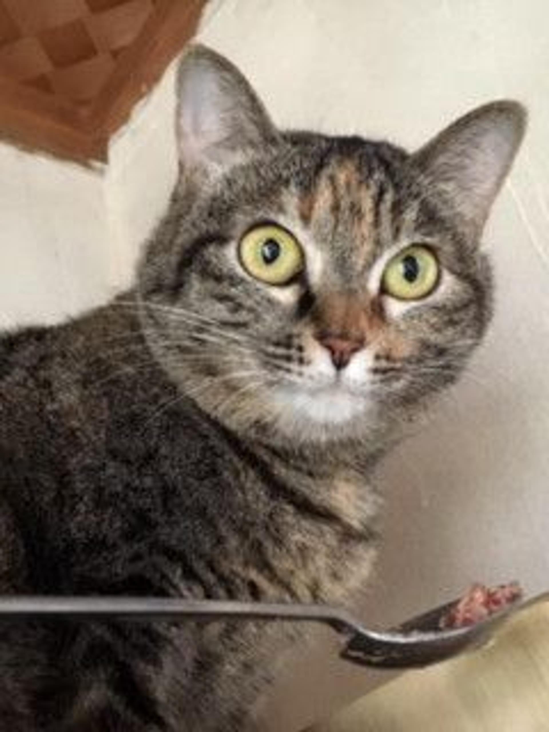 pet-image-8