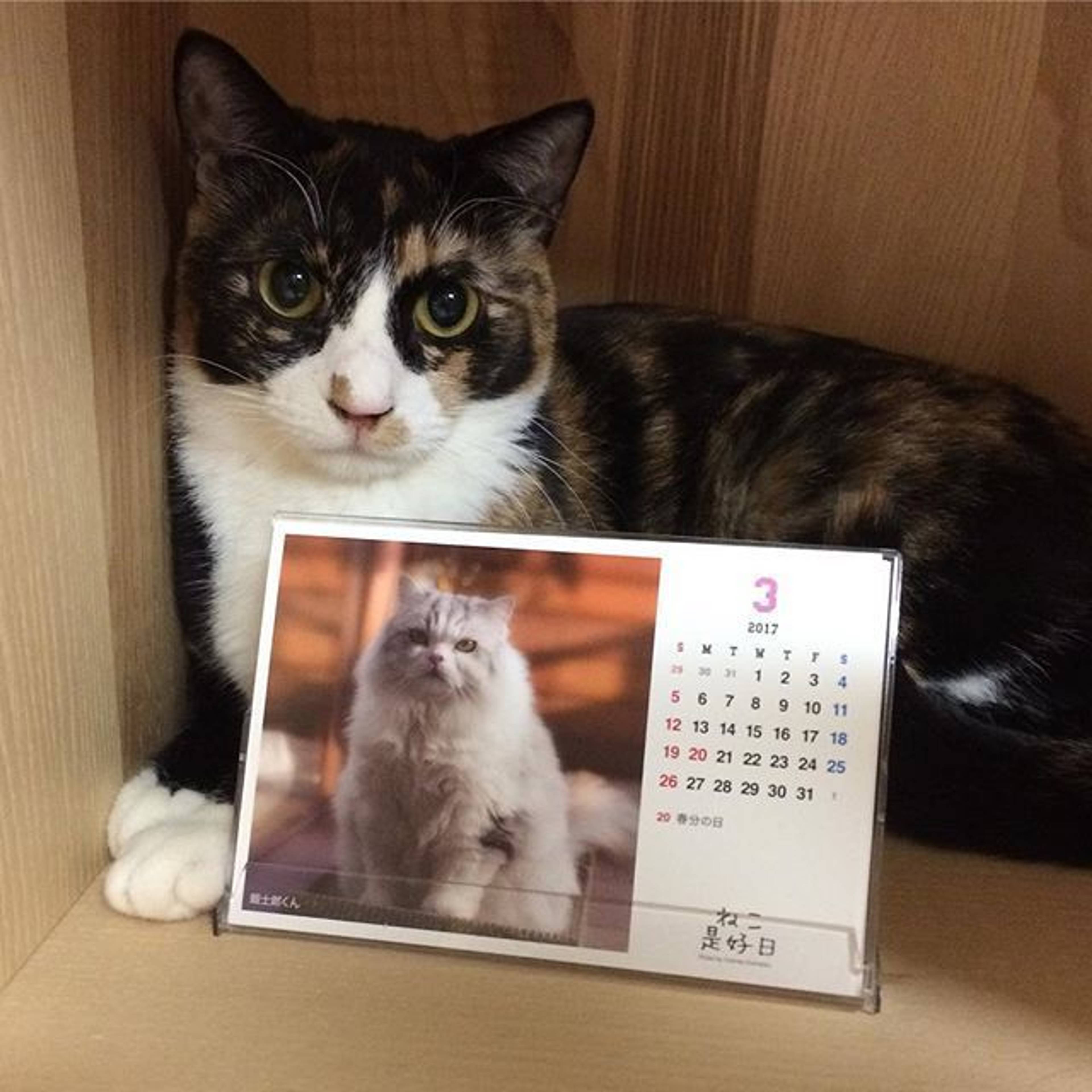 雑種（ミックス猫）・メスの里親募集の写真