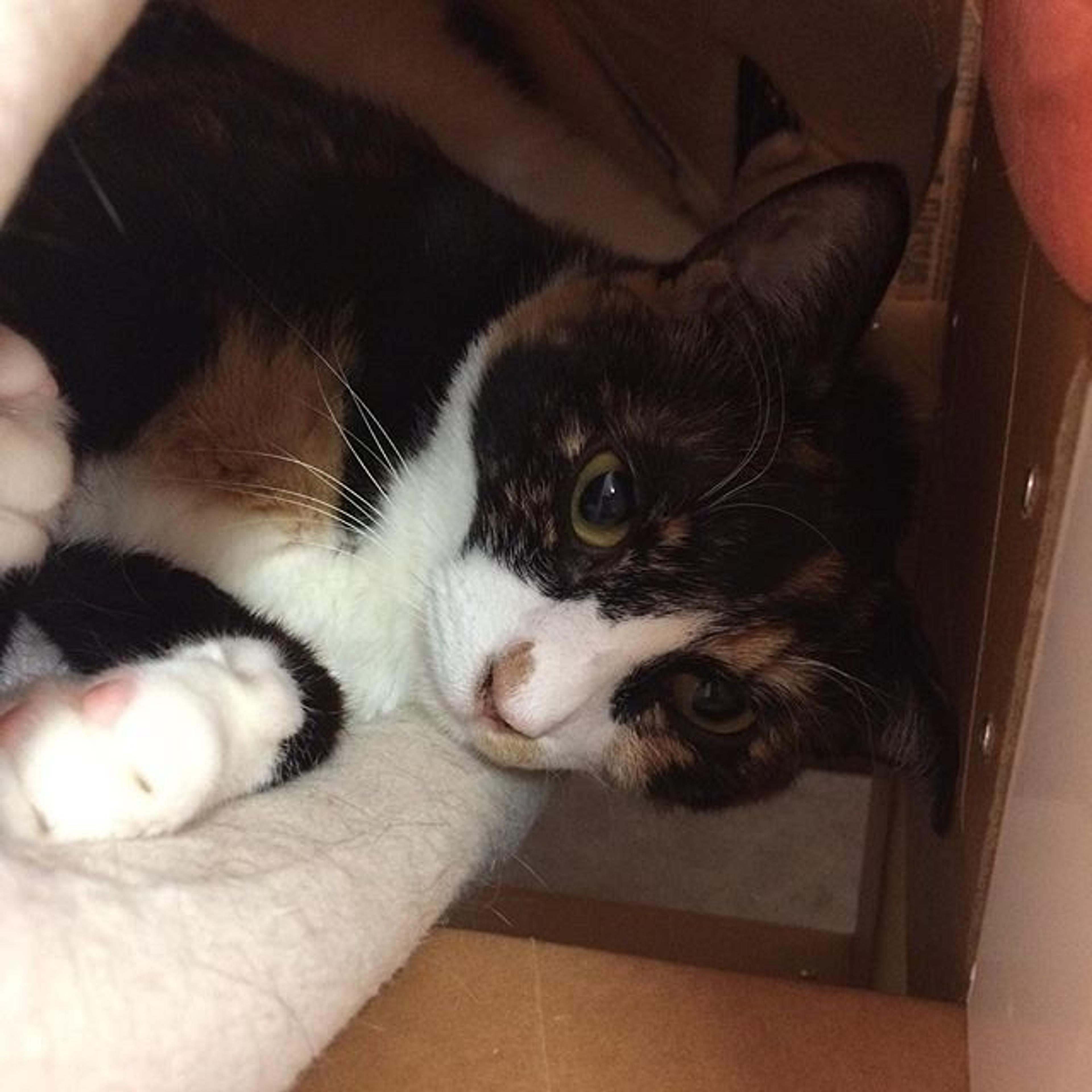 pet-image-2