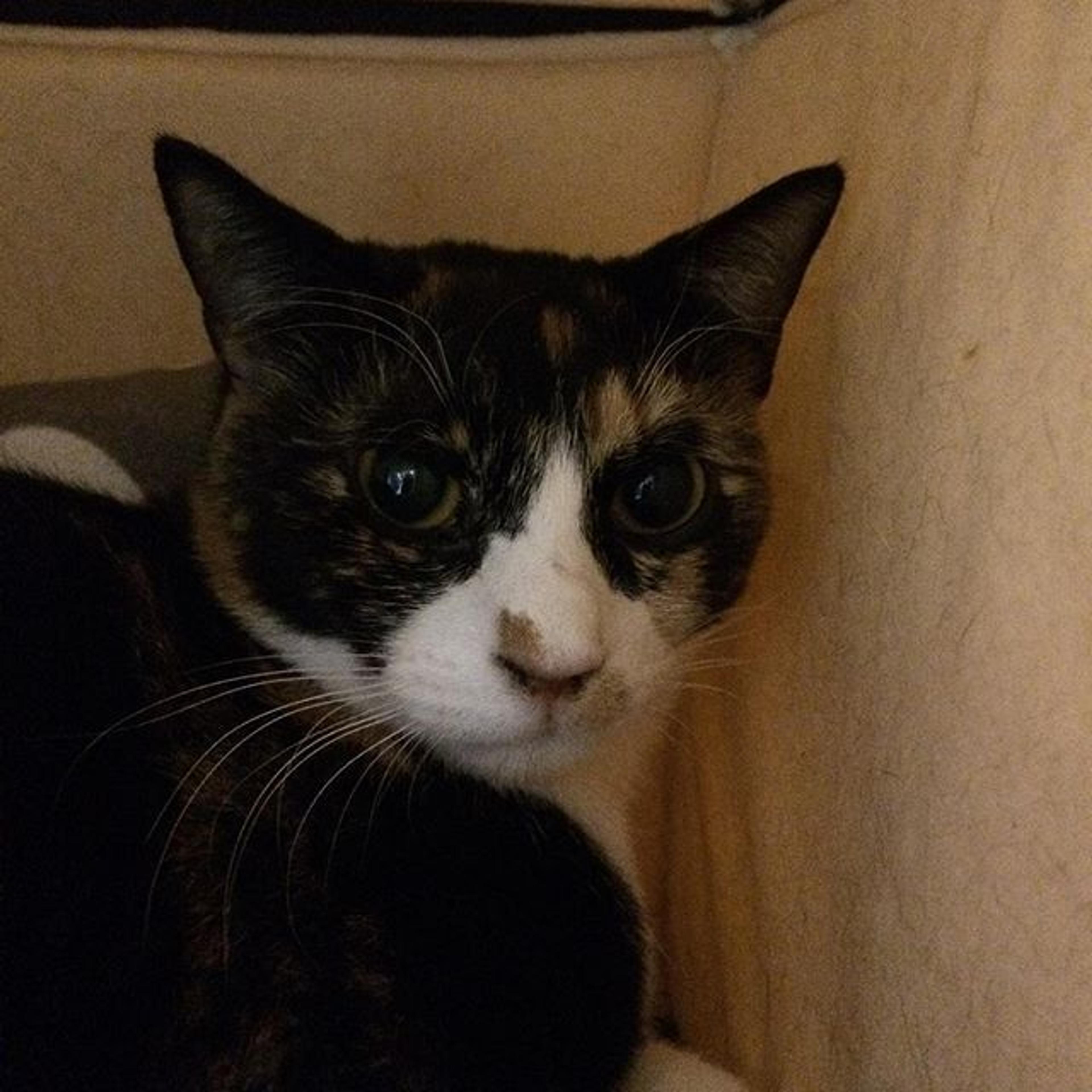 pet-image-3
