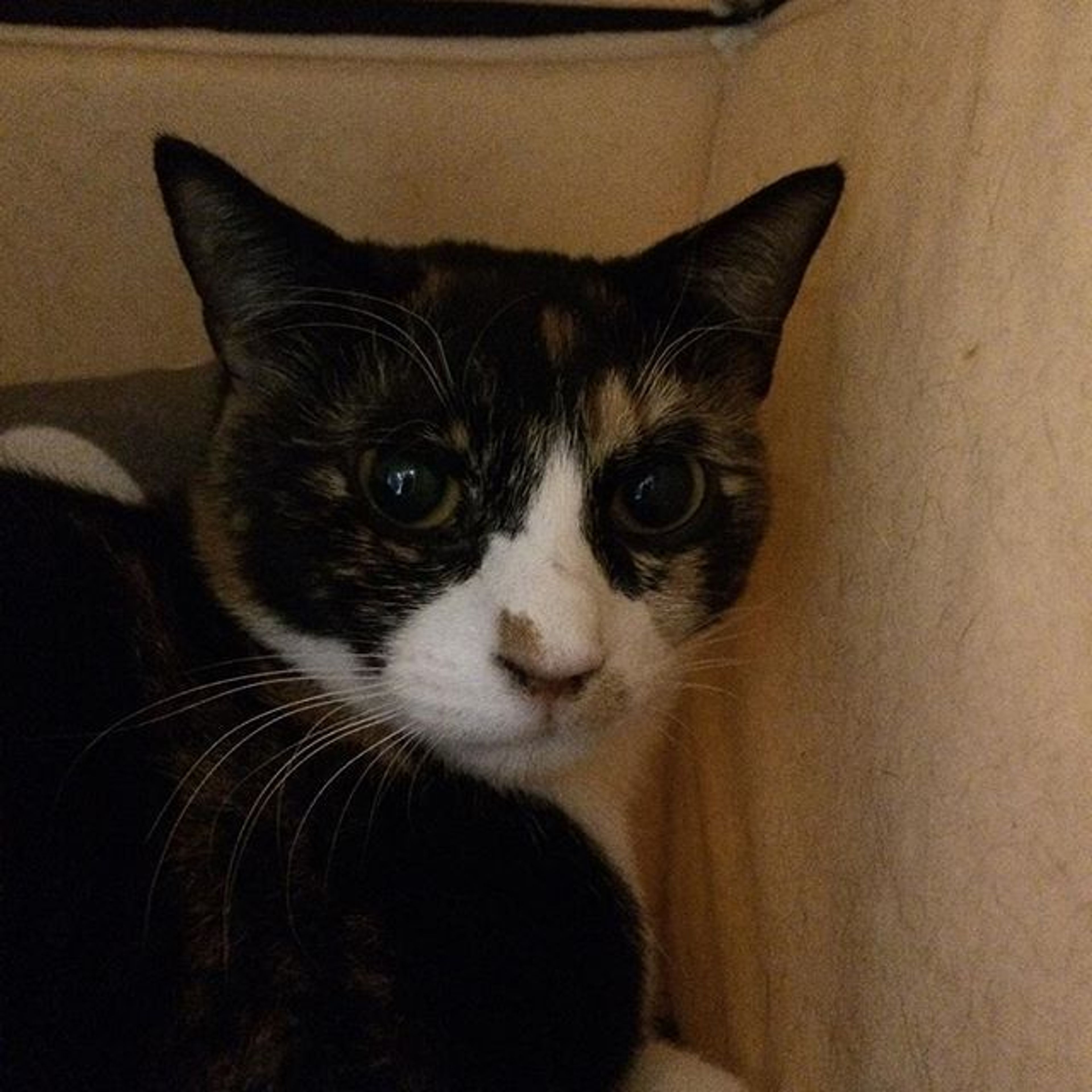 pet-image-3