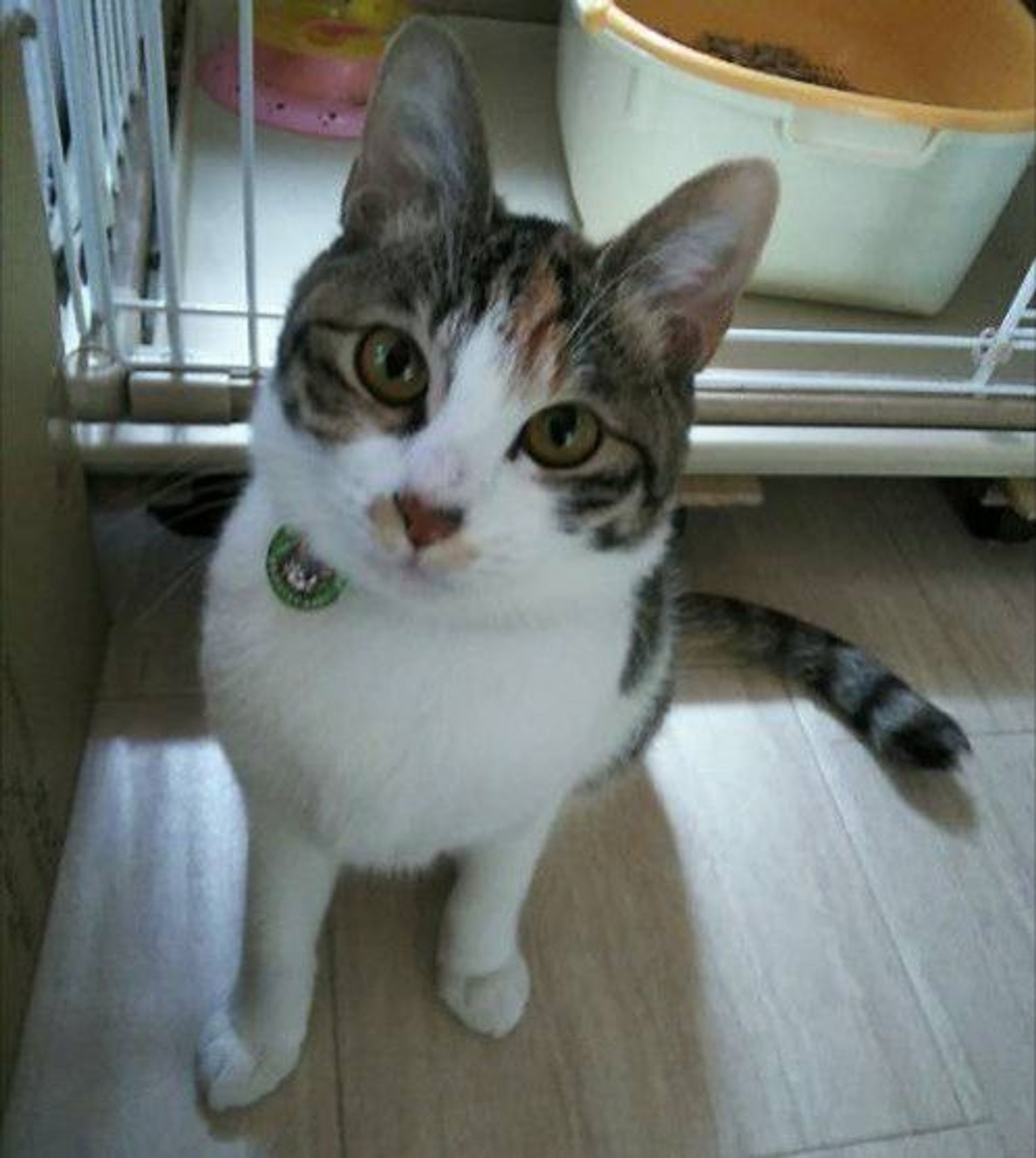雑種（ミックス猫）・メスの里親募集の写真