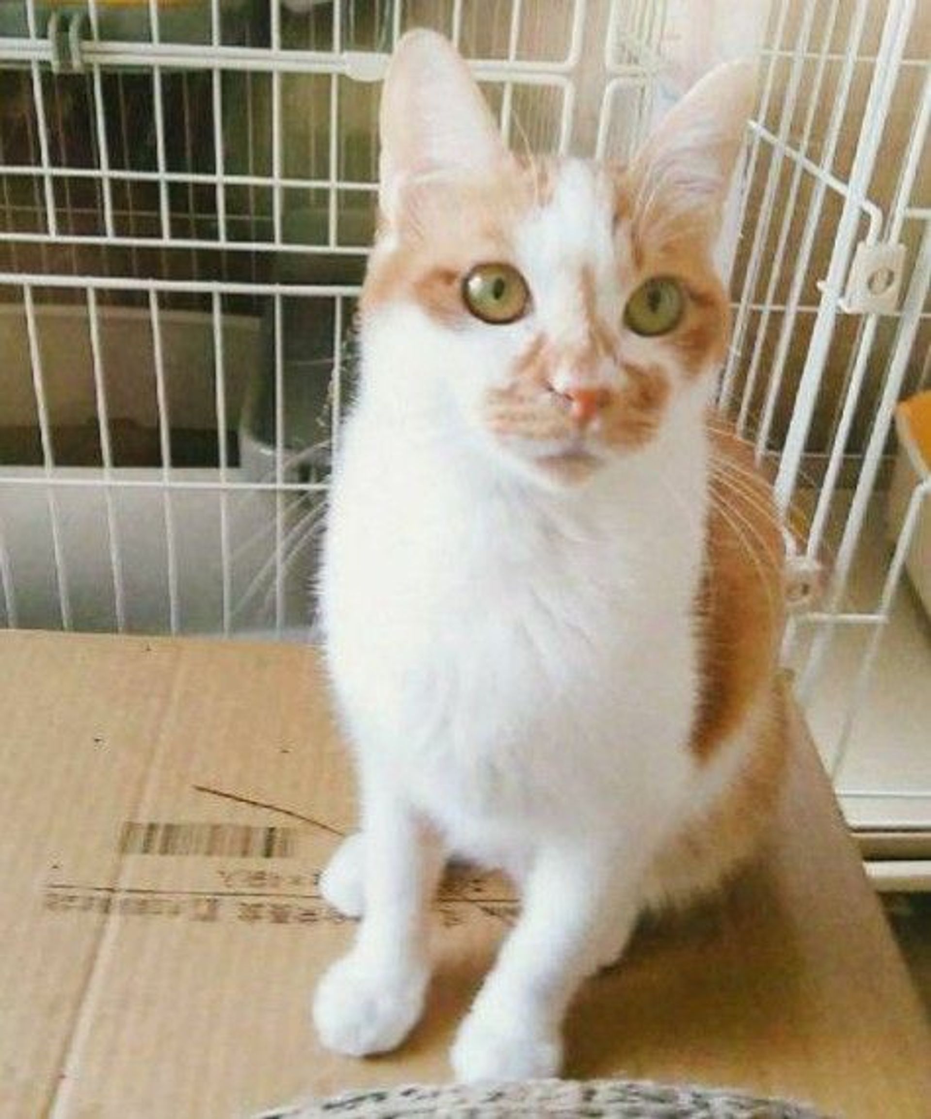 雑種（ミックス猫）・オスの里親募集の写真