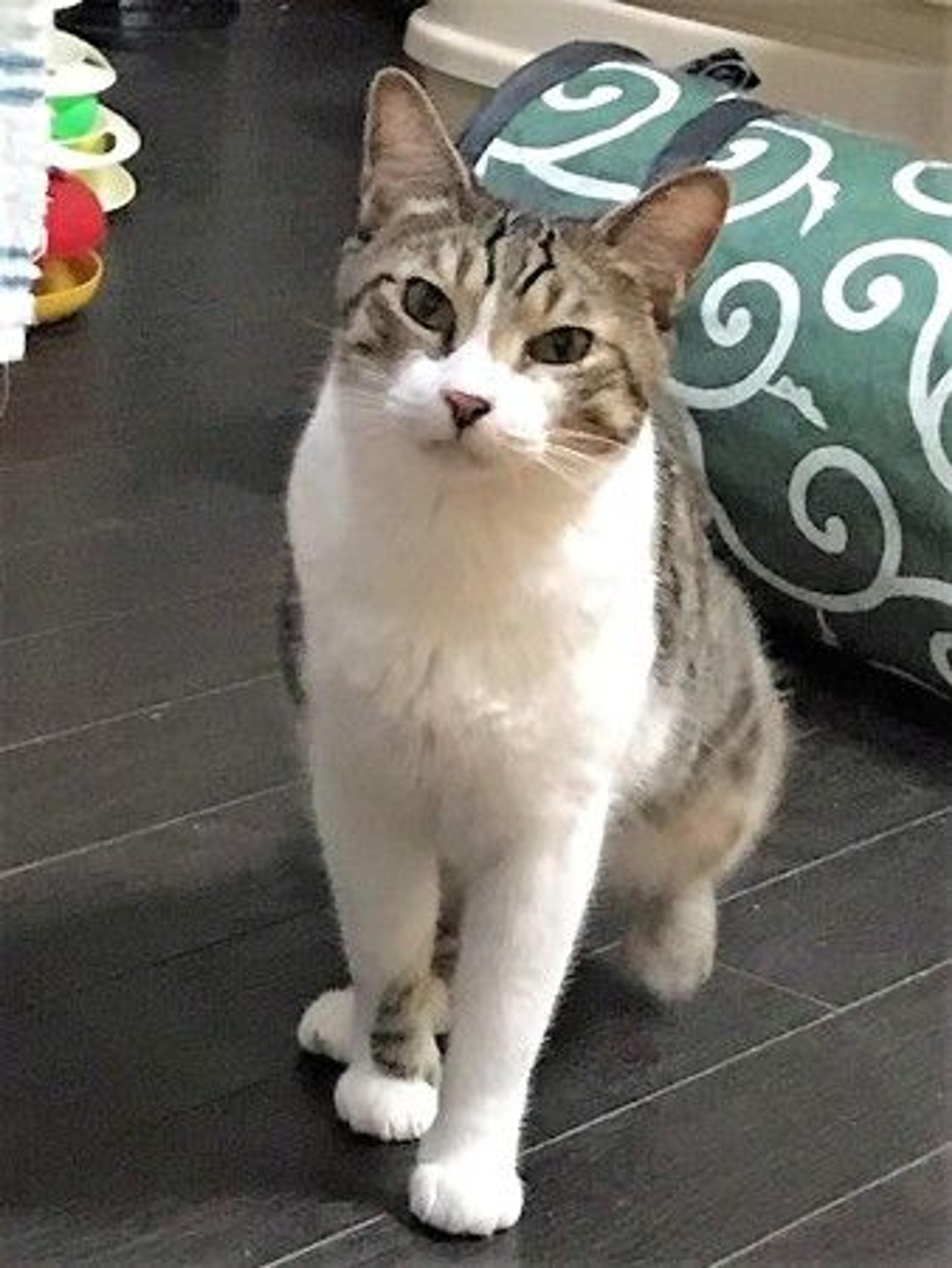 pet-image-8
