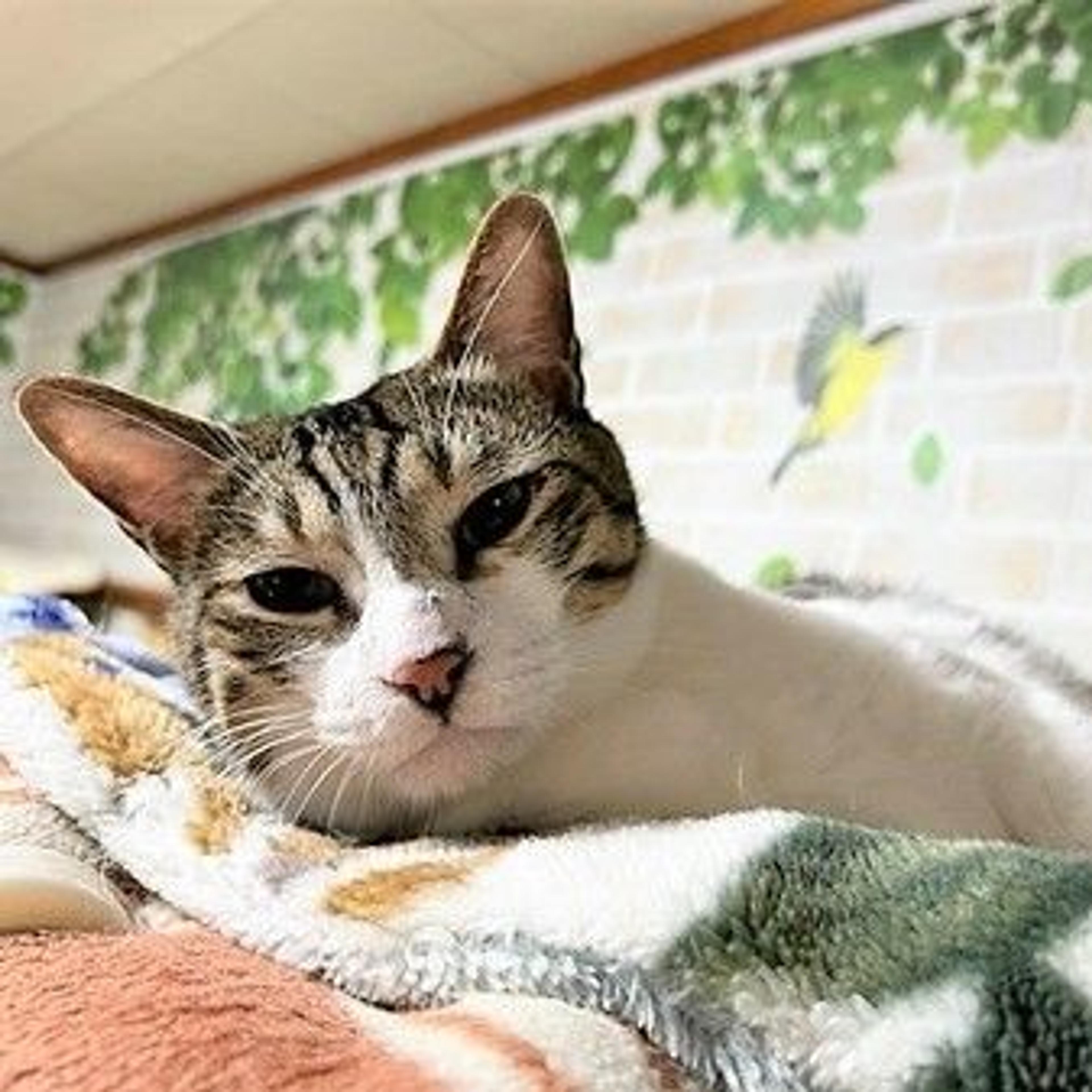 pet-image-7