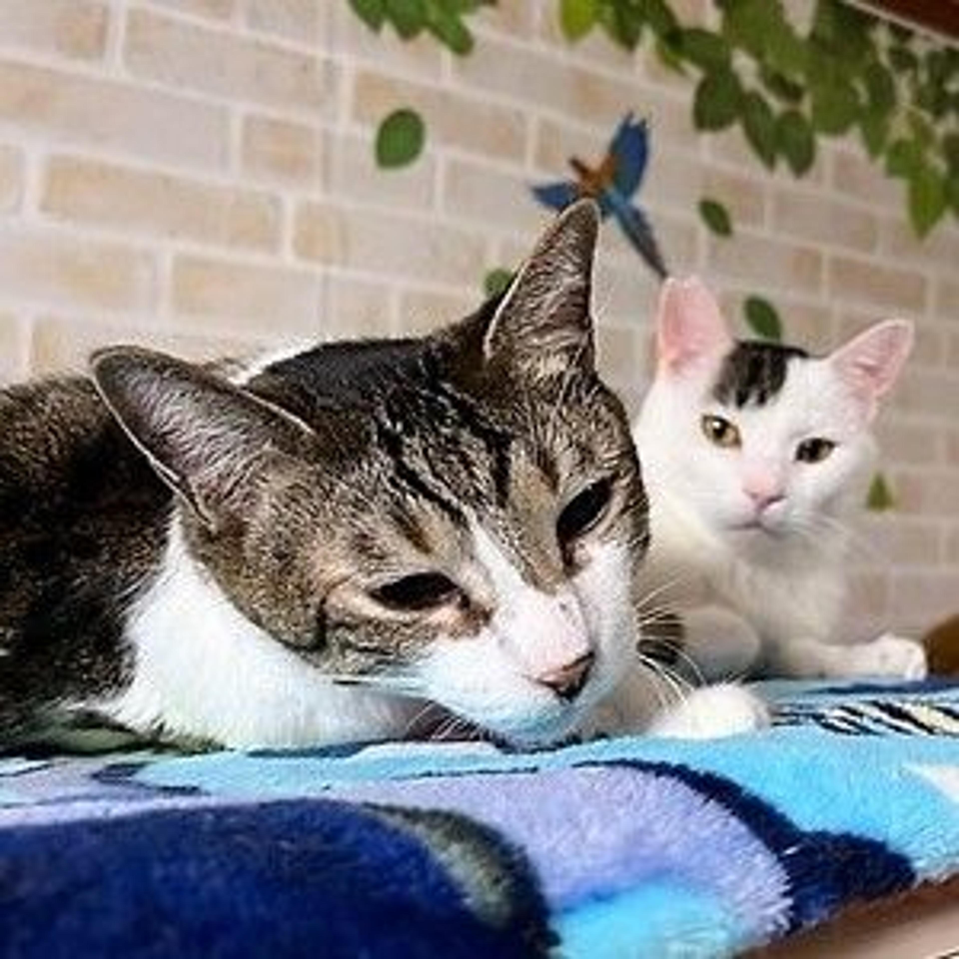 pet-image-9