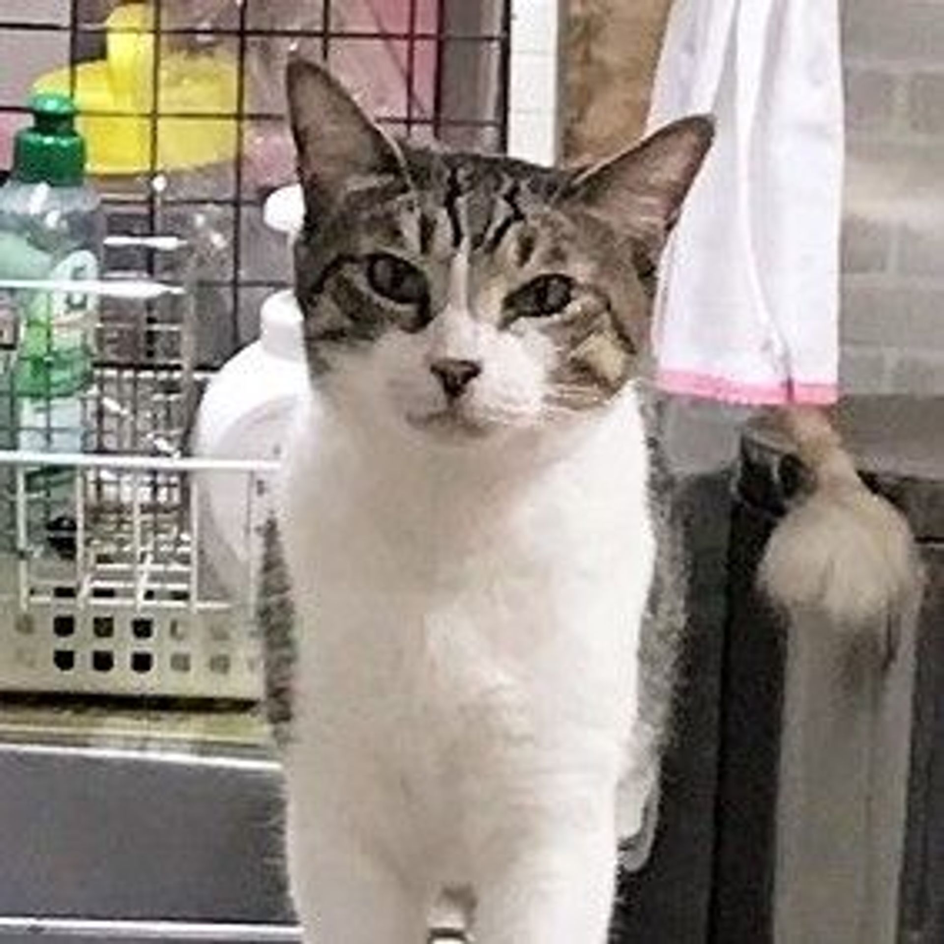雑種（ミックス猫）・オスの里親募集の写真