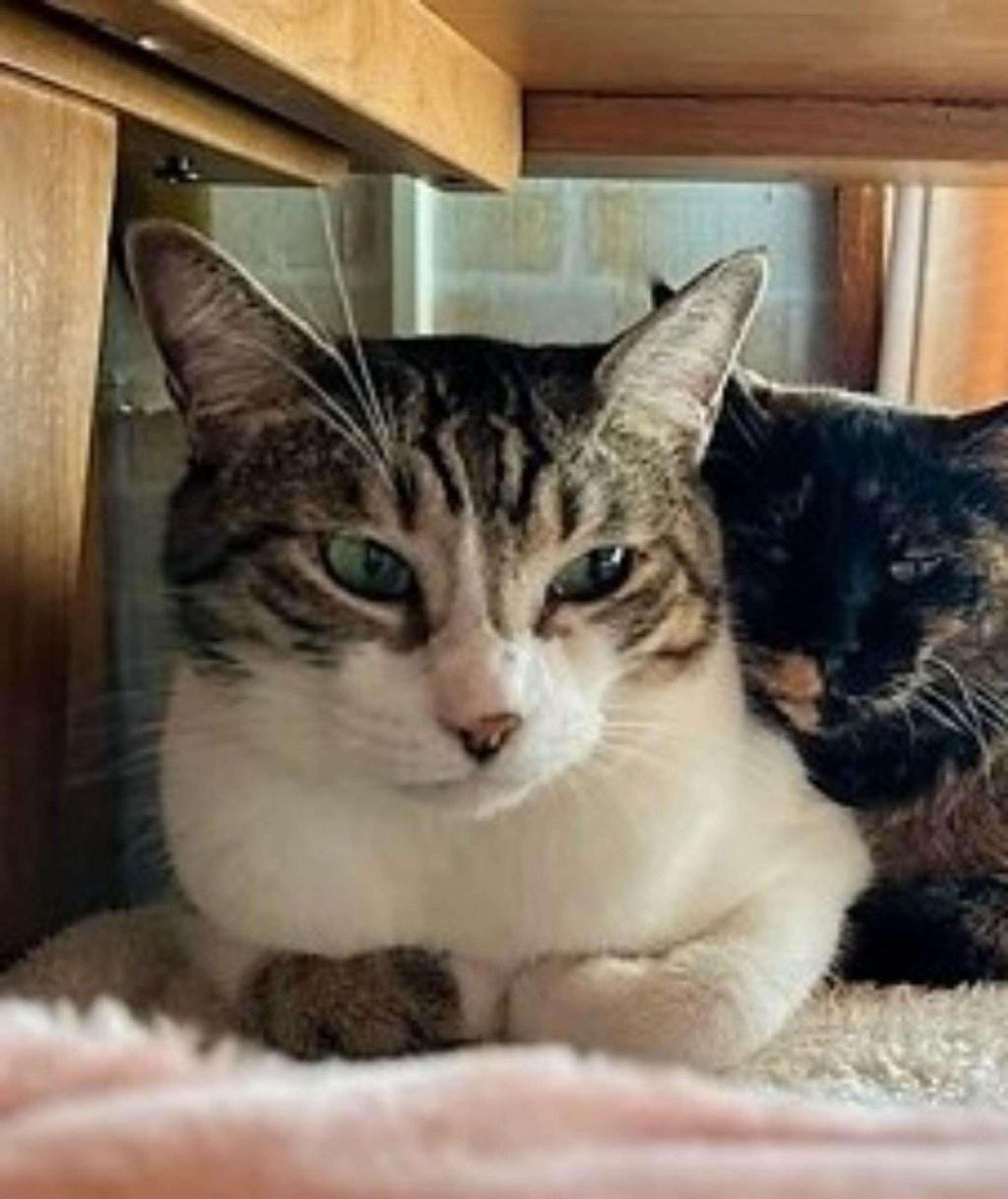 pet-image-6