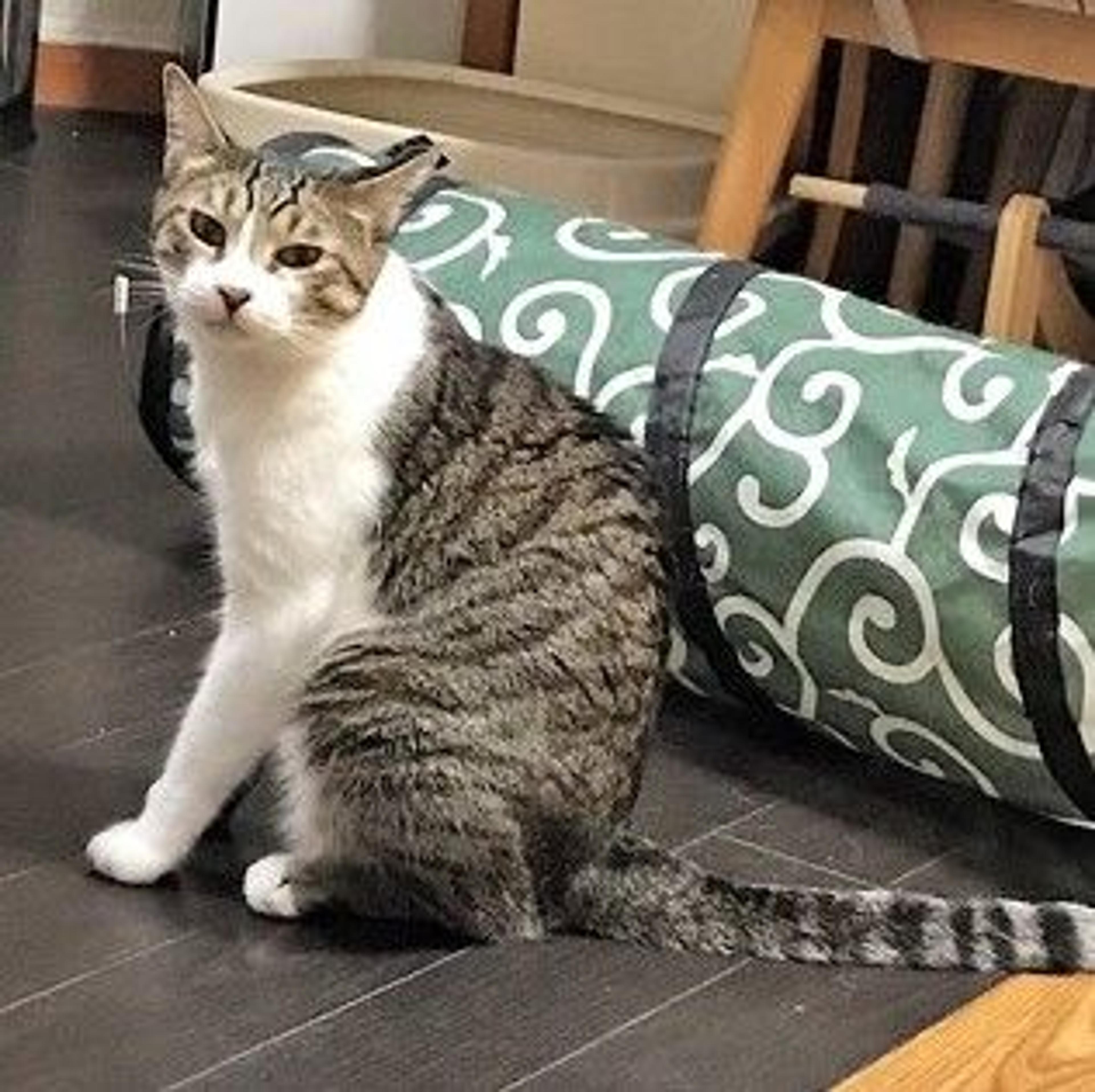pet-image-3