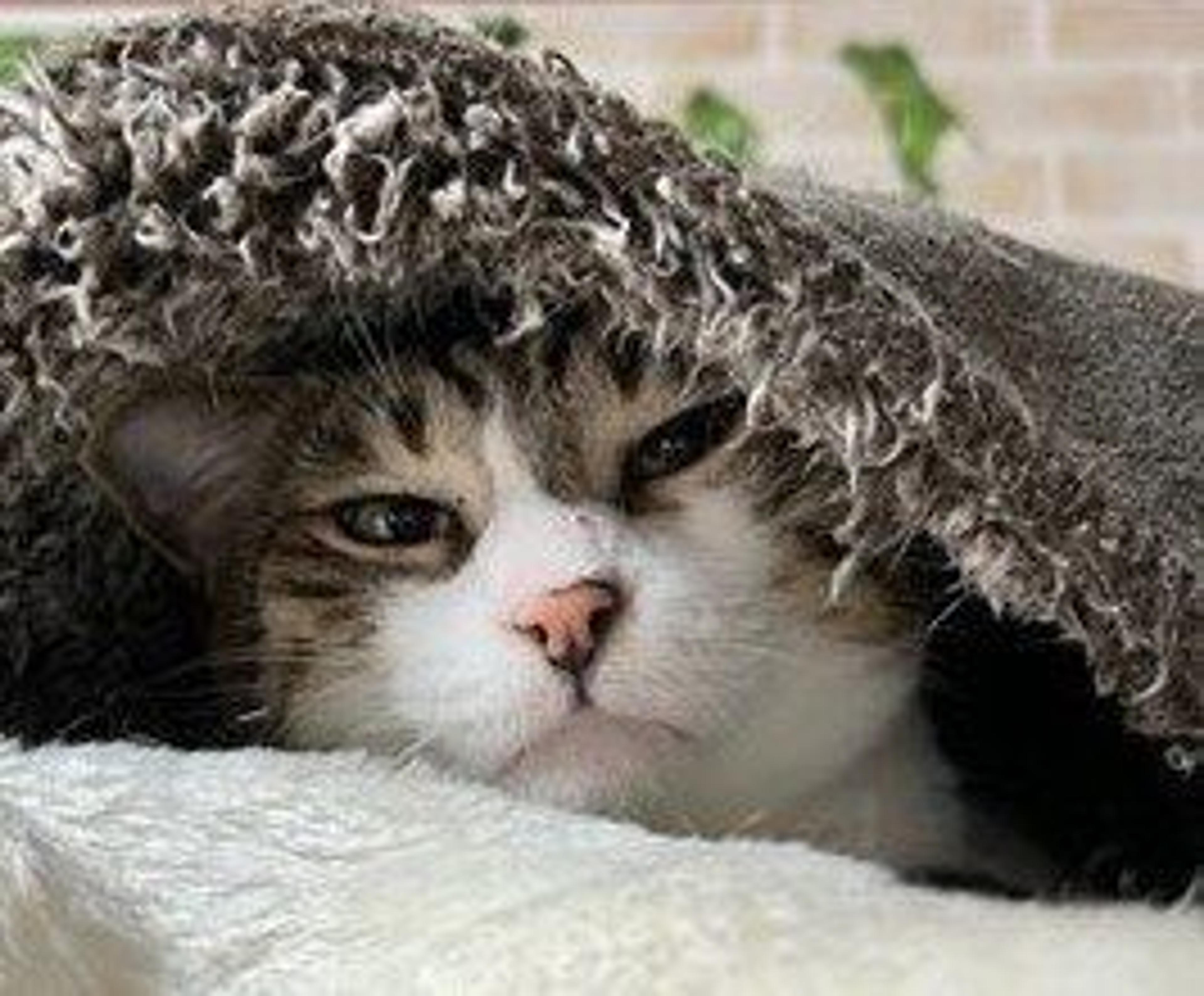 pet-image-4