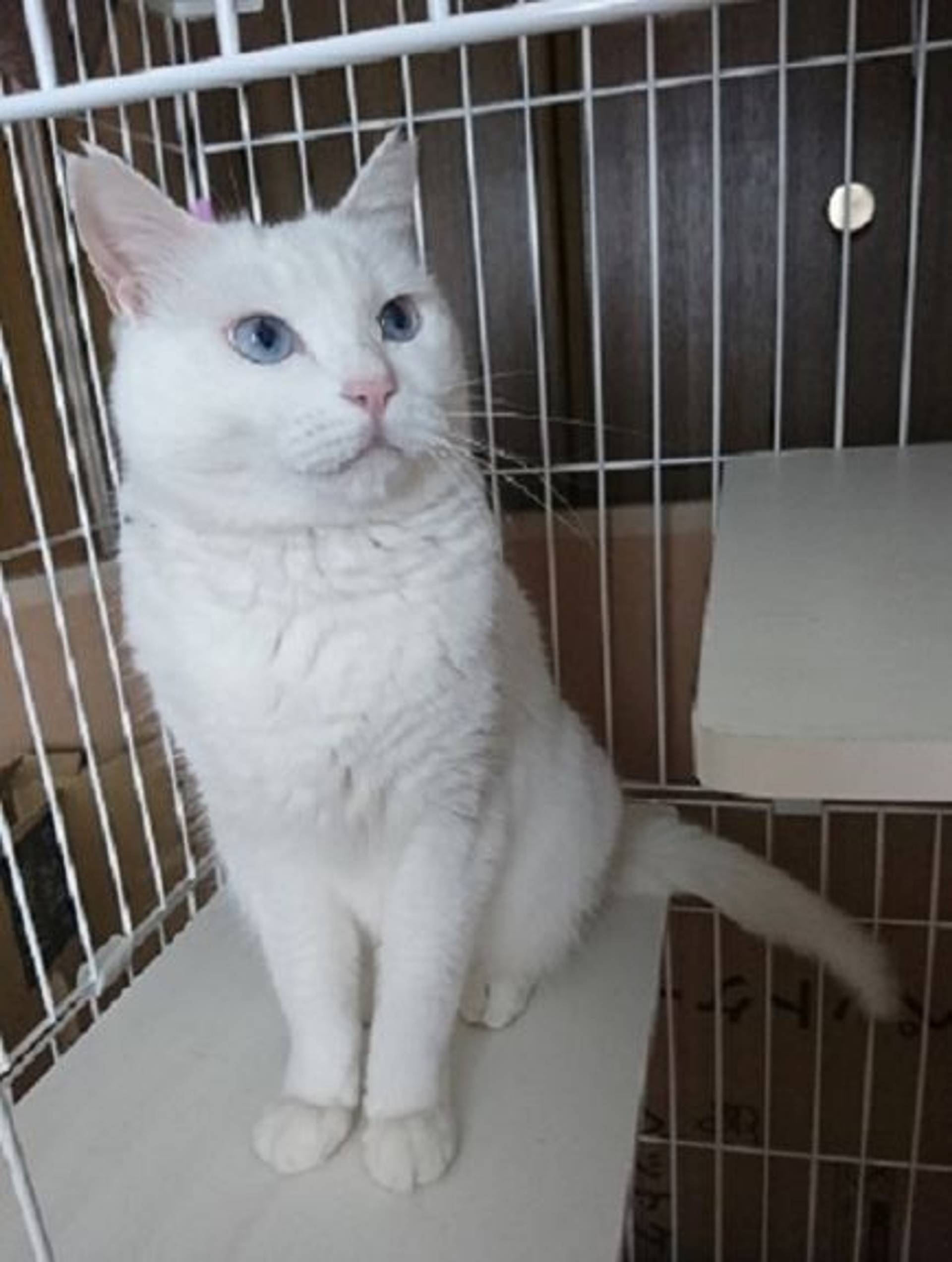 雑種（ミックス猫）・メスの里親募集の写真