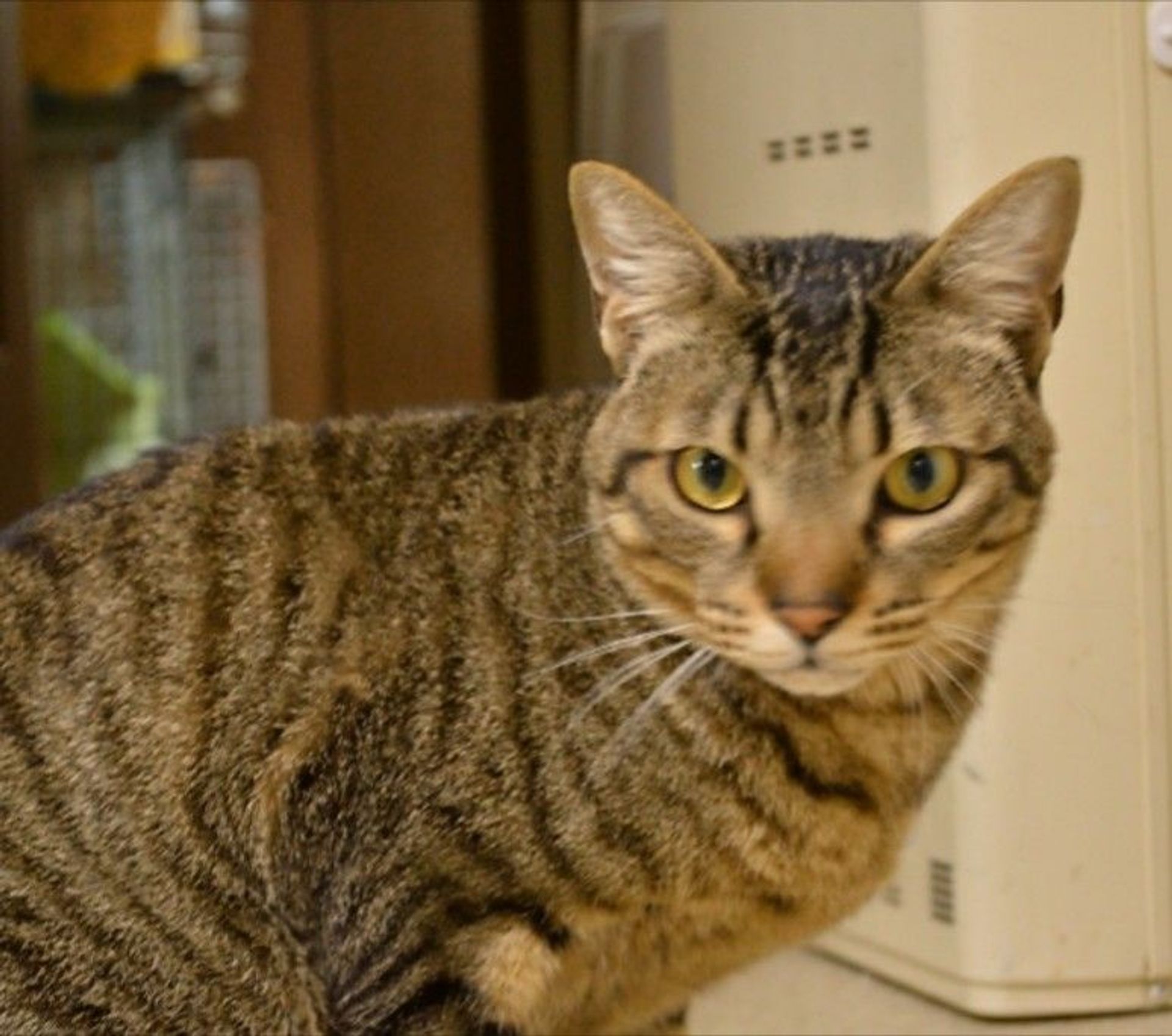 雑種（ミックス猫）・オスの里親募集の写真