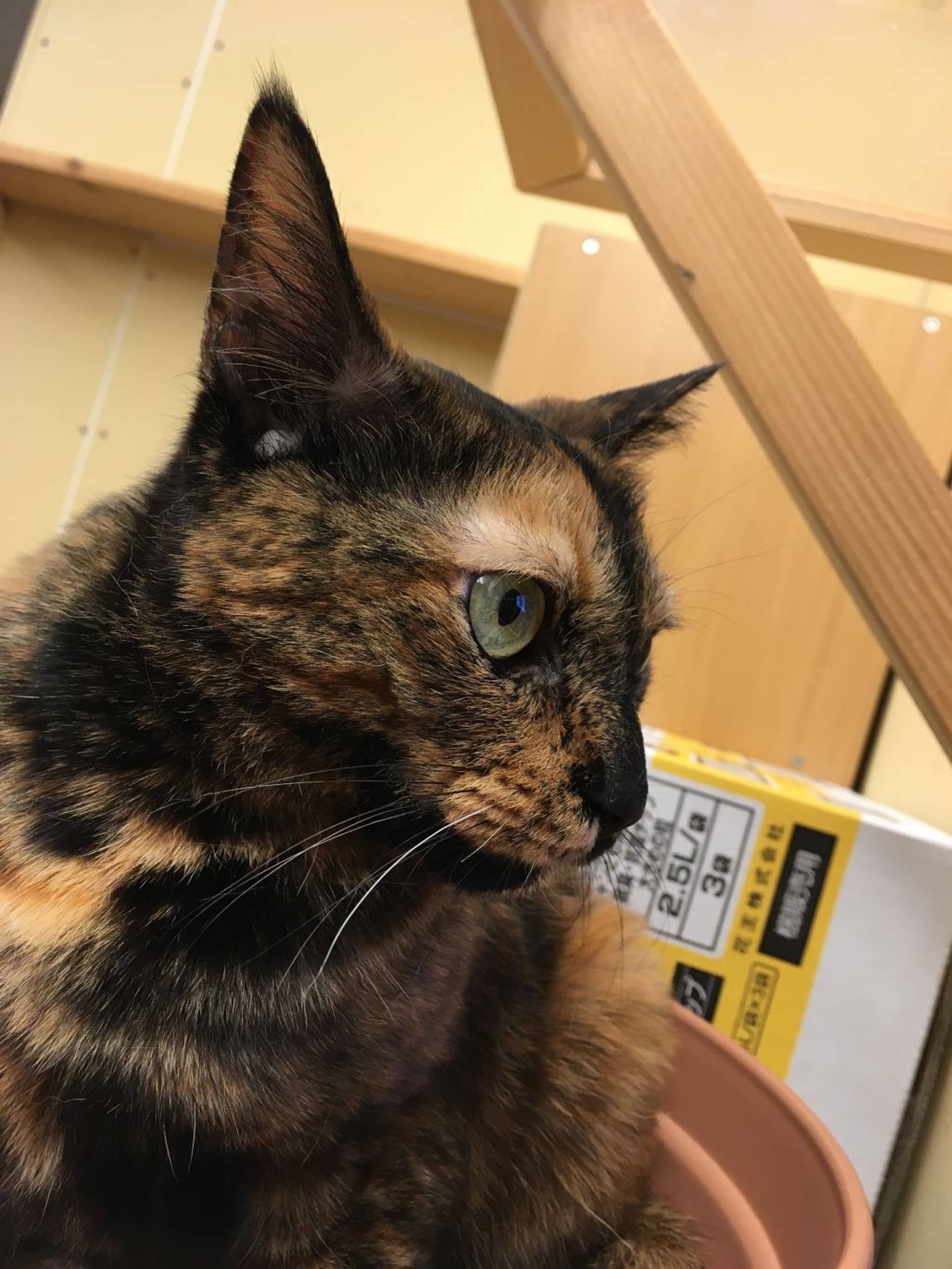 雑種（ミックス猫）・メスの里親募集の写真