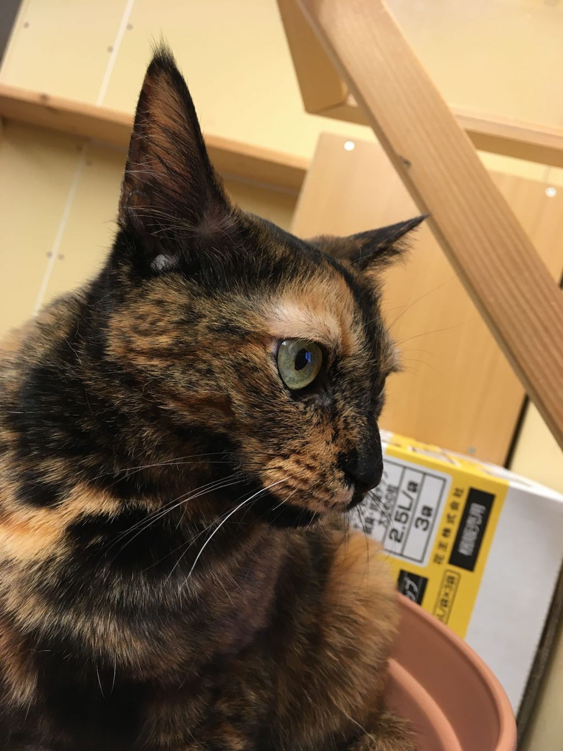 雑種（ミックス猫）・メスの里親募集の写真