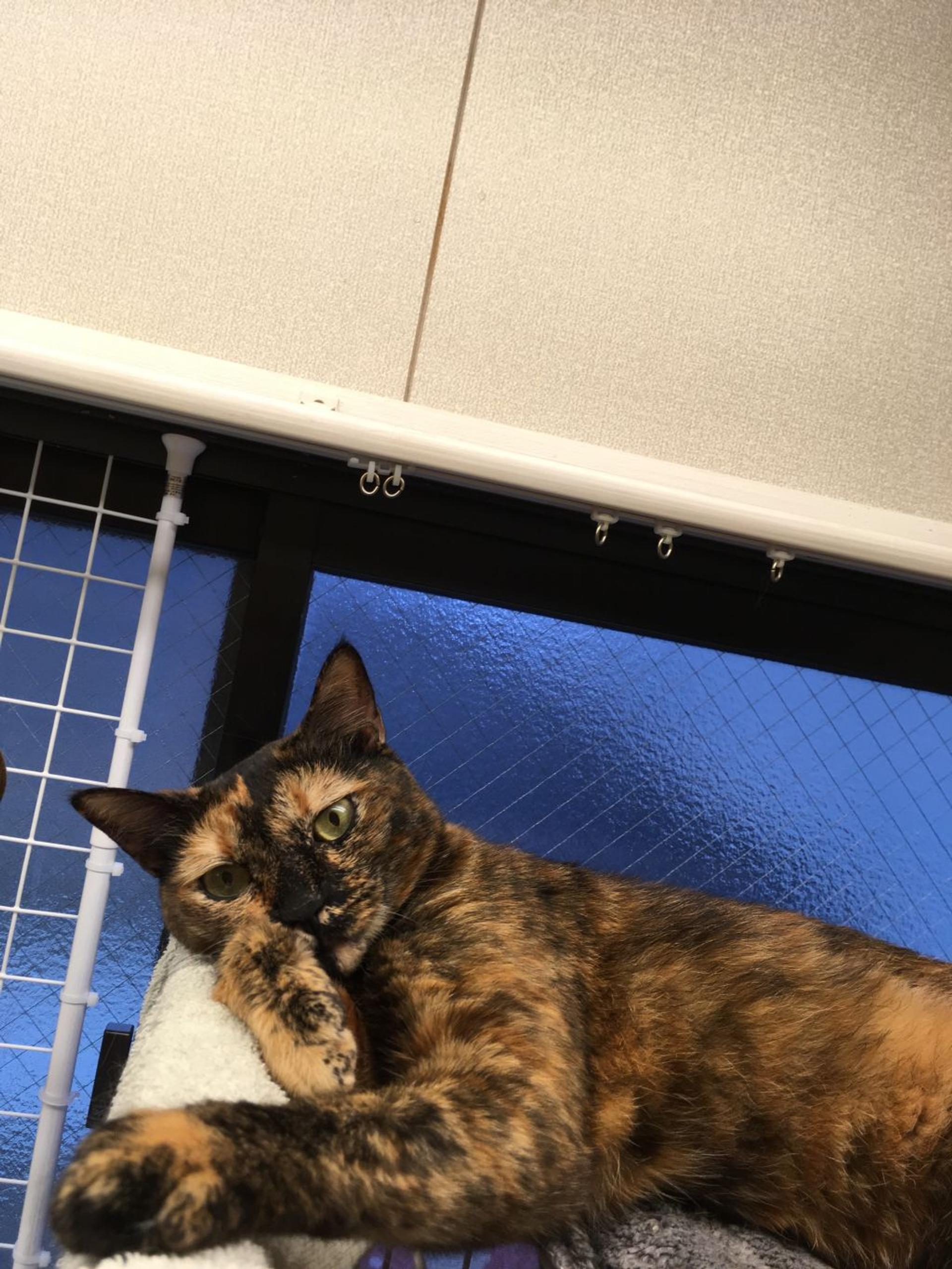 pet-image-2